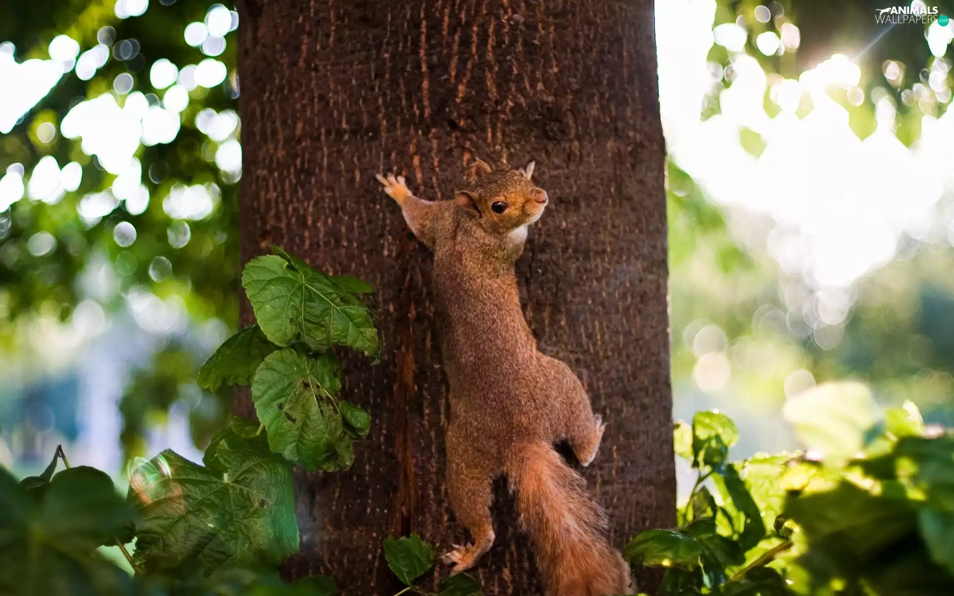 tree, squirrel, an