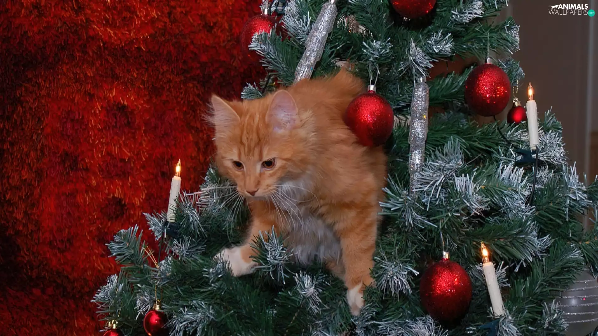 baubles, Christmas, christmas tree, candles, cat