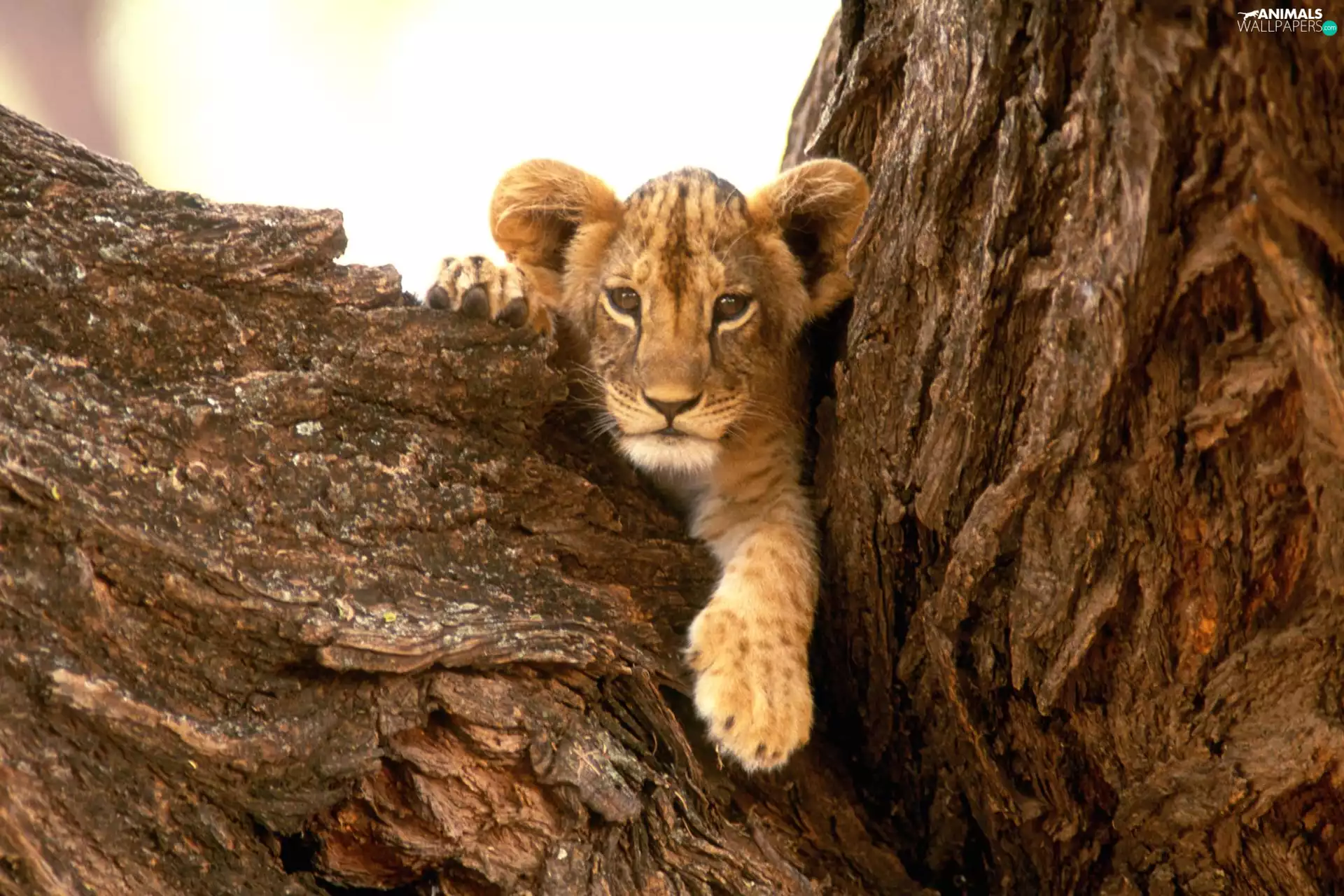 Lion on the tree
