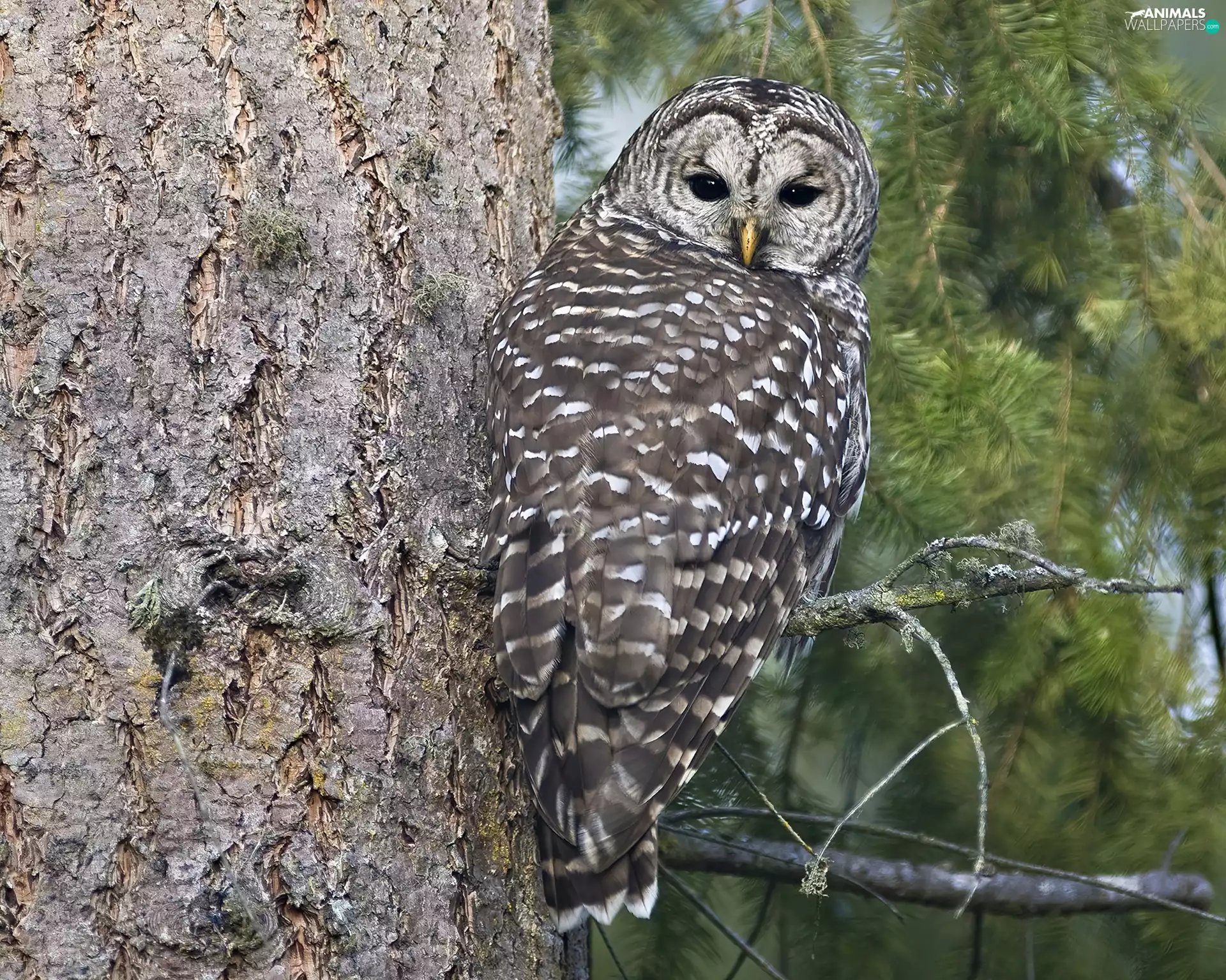 an, tree, owl, sitting, Gray