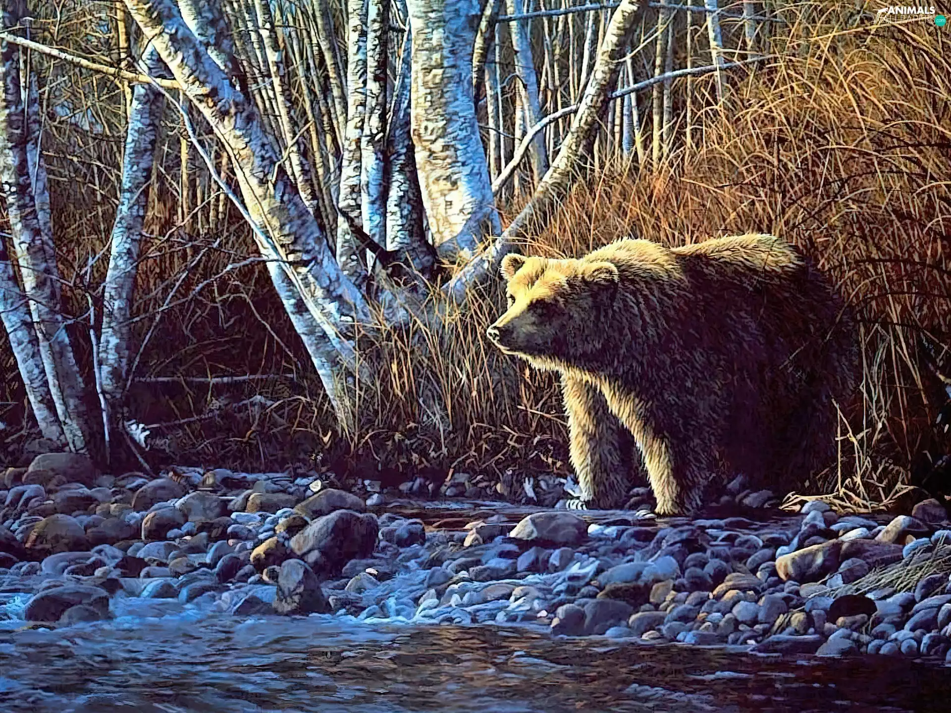 River, Bear, birch-tree