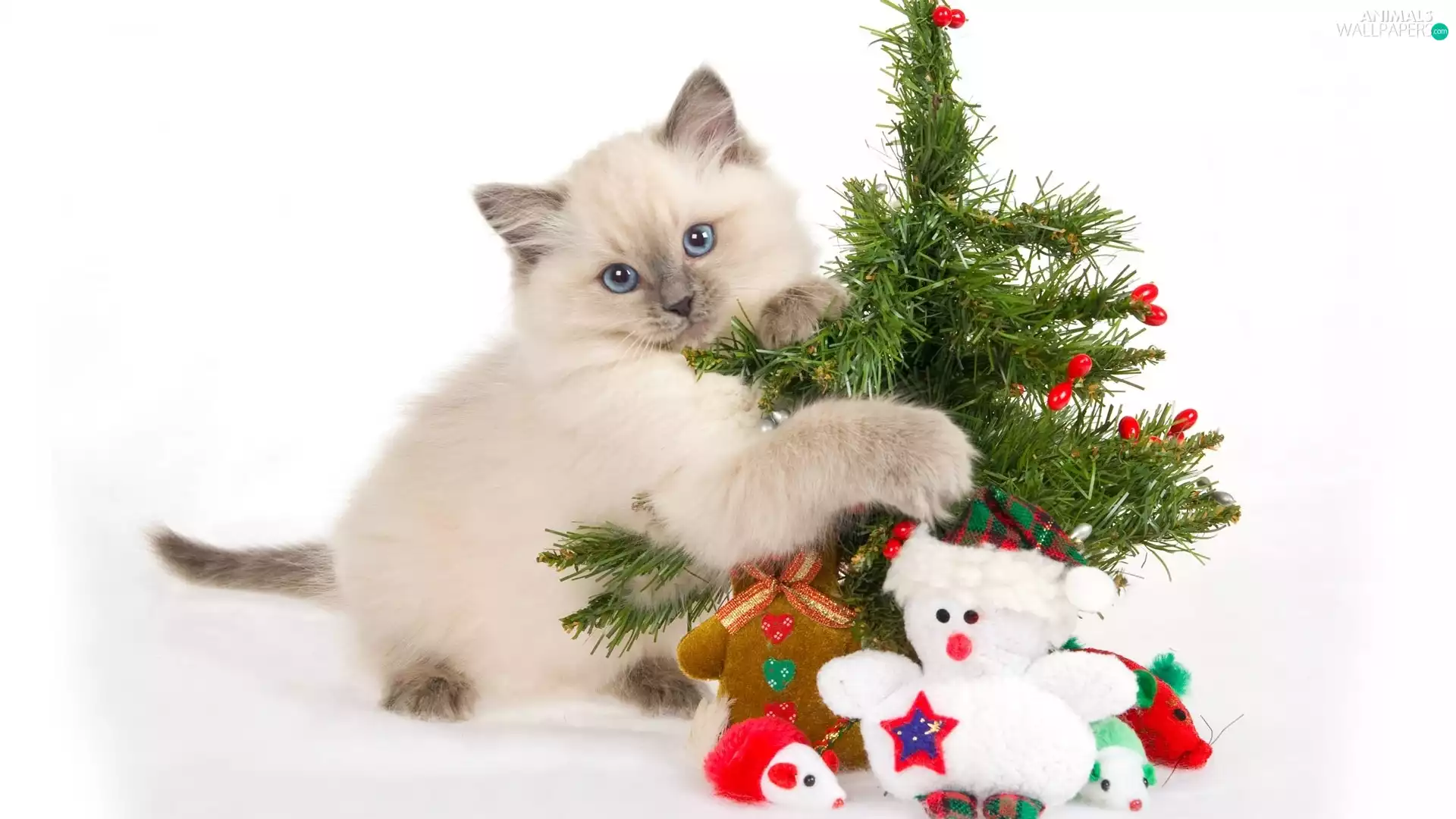 Siamese Cat, christmas tree