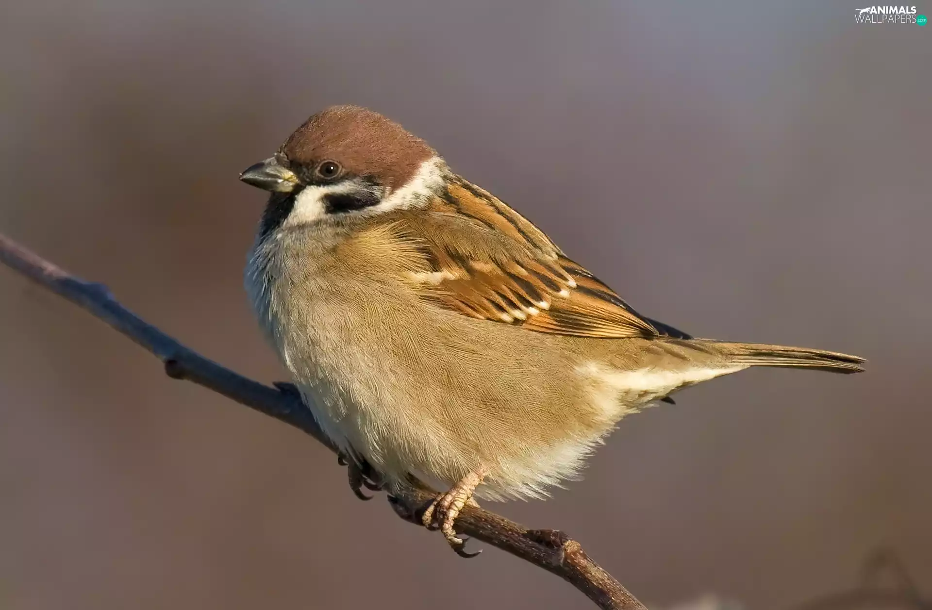 tree sparrow