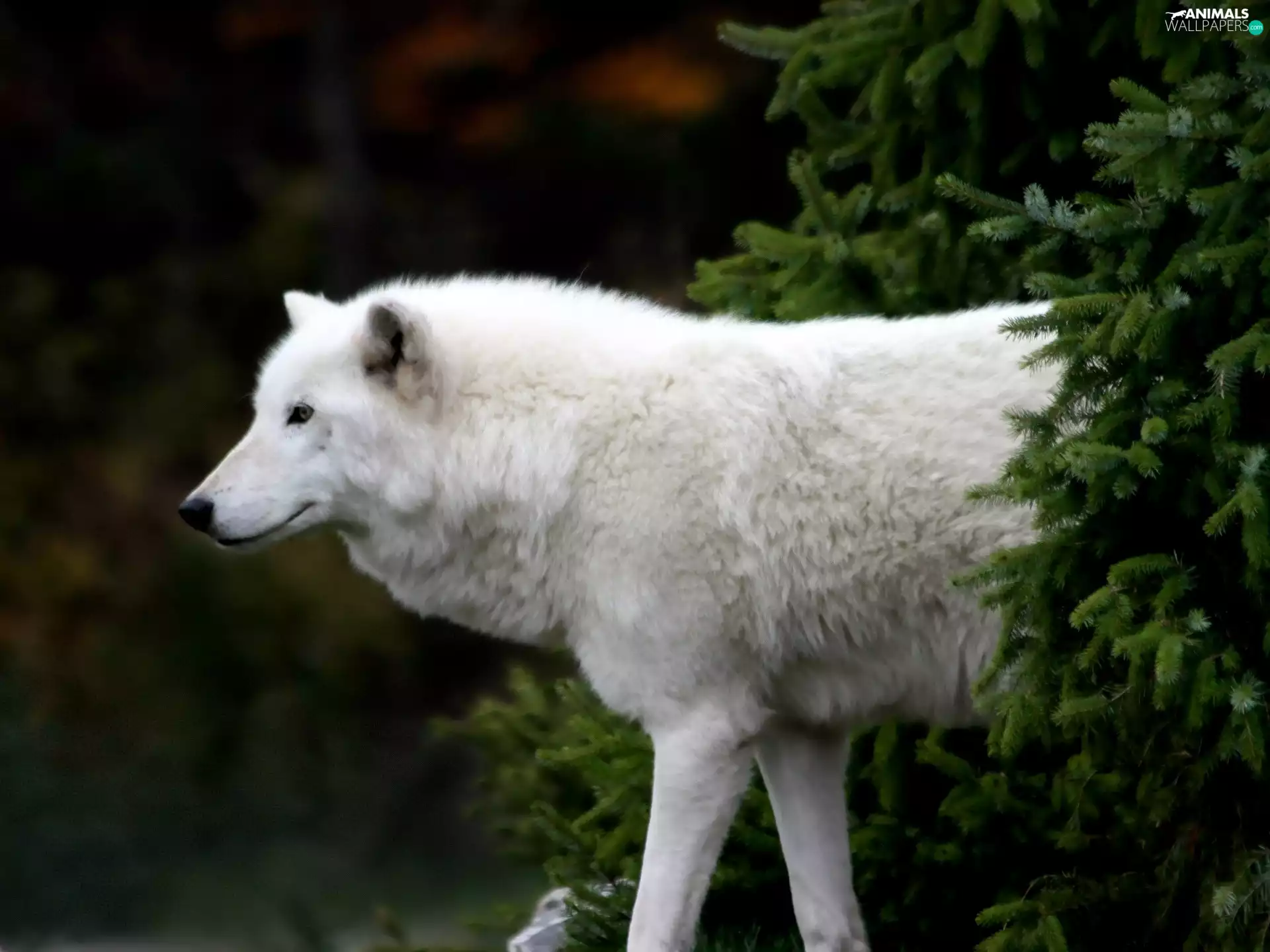 trees, Wolf, arctic
