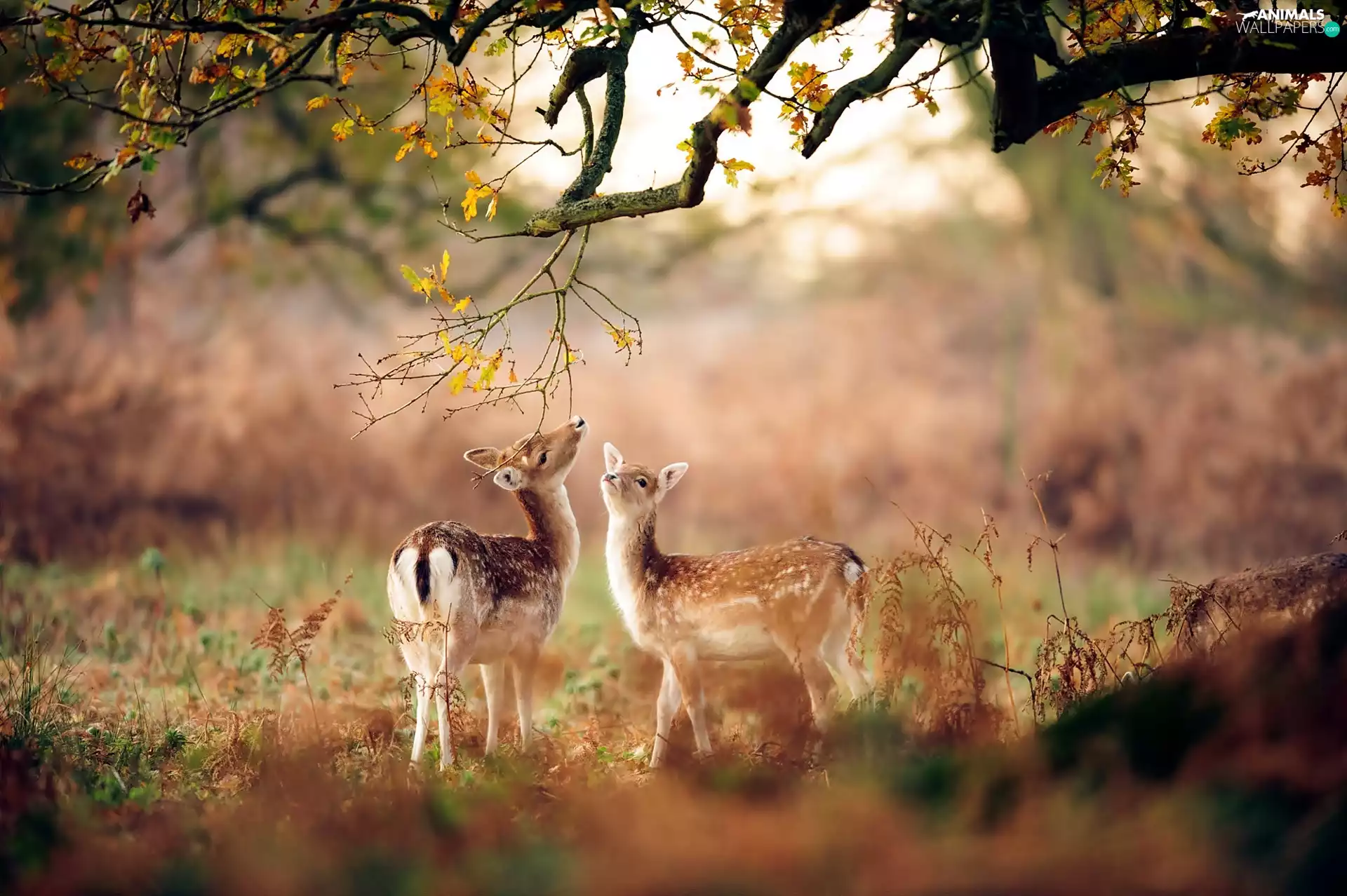 autumn, Small Deers, trees