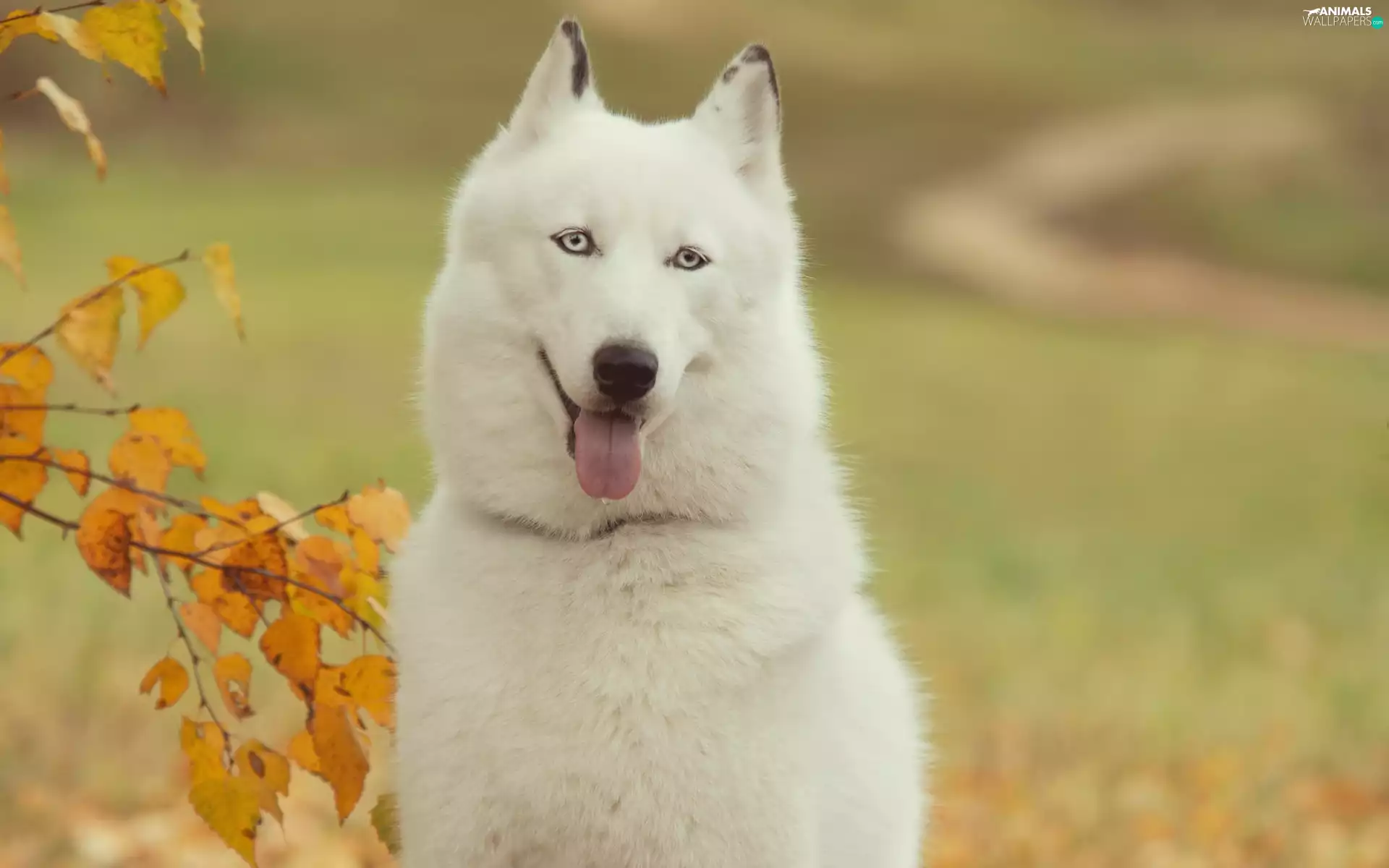 autumn, Siberian Husky, trees