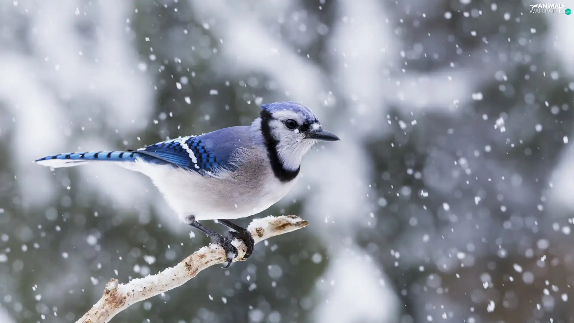 Blue jay, trees, viewes, Lod on the beach