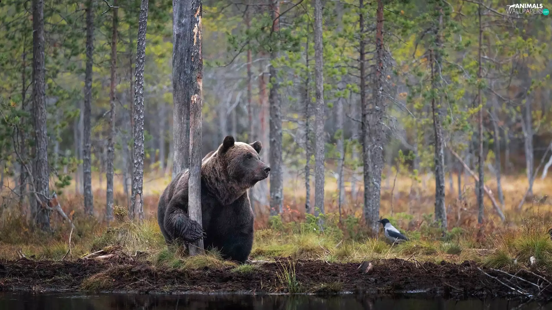 viewes, Bird, forest, trees, Brown bear