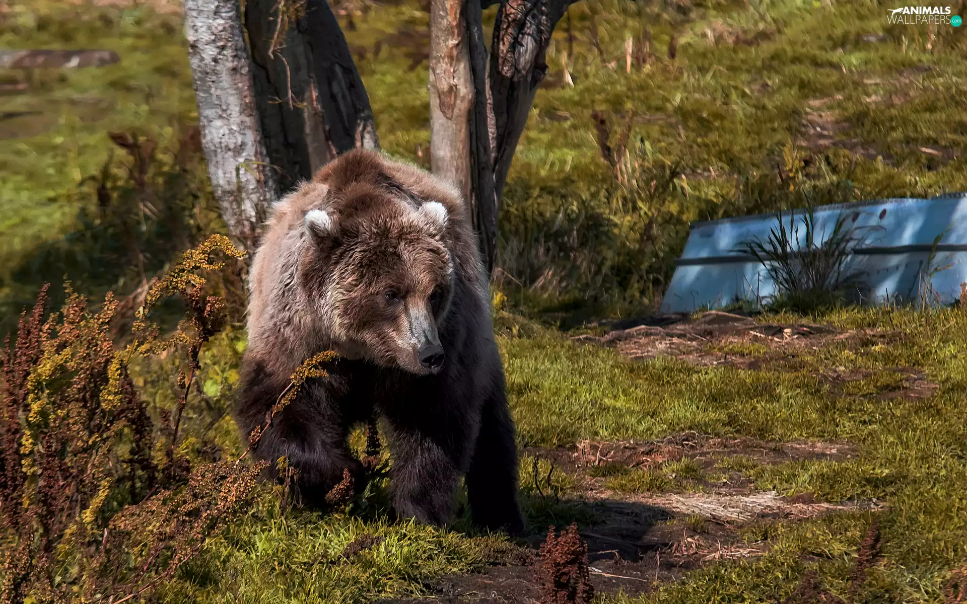 viewes, Plants, forest, trees, Brown bear
