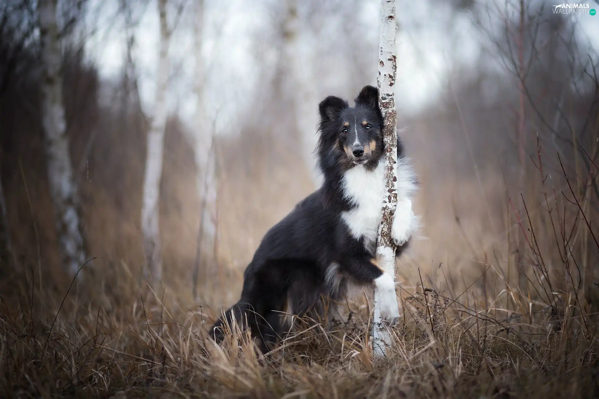 trees, dog, birch, grass, viewes, shetland Sheepdog