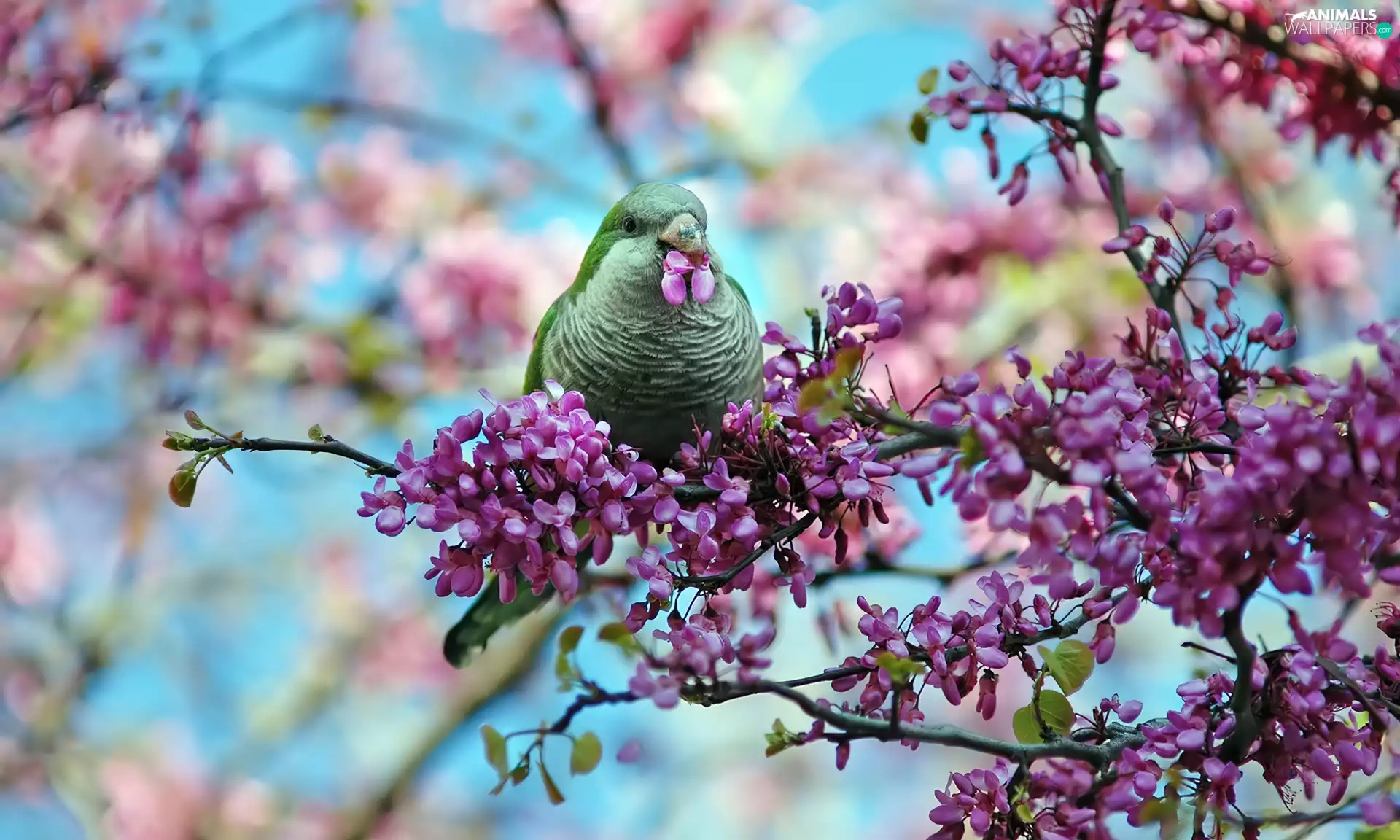 fruit, trees, Bird, flourishing, Green