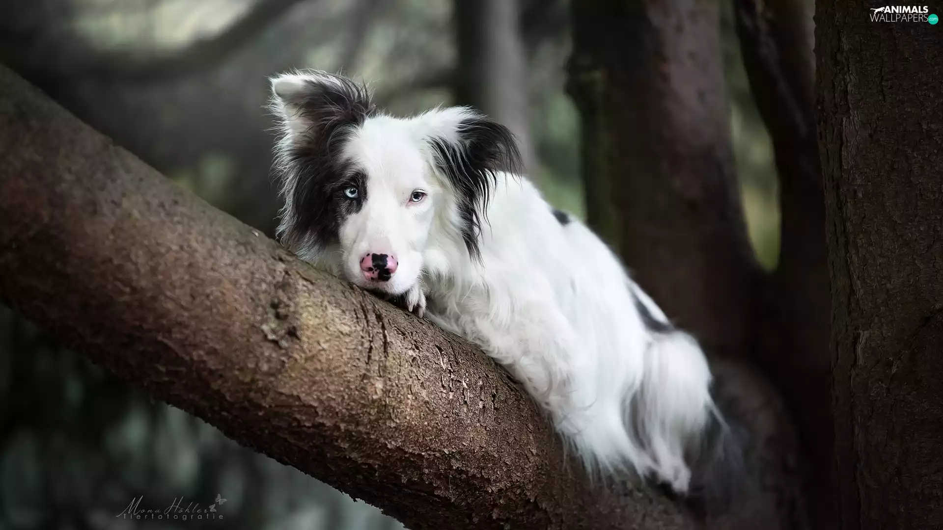 trees, Lod on the beach, lying, Border Collie, dog