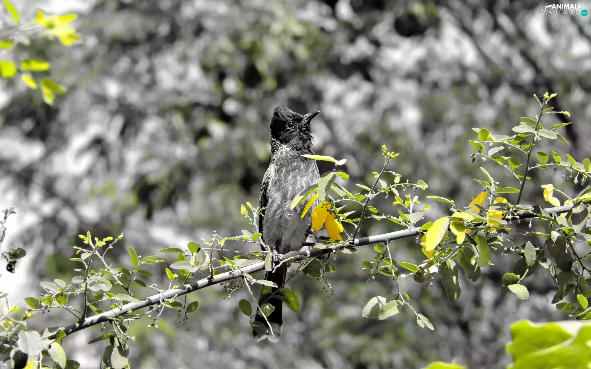 branch pics, Bird, trees