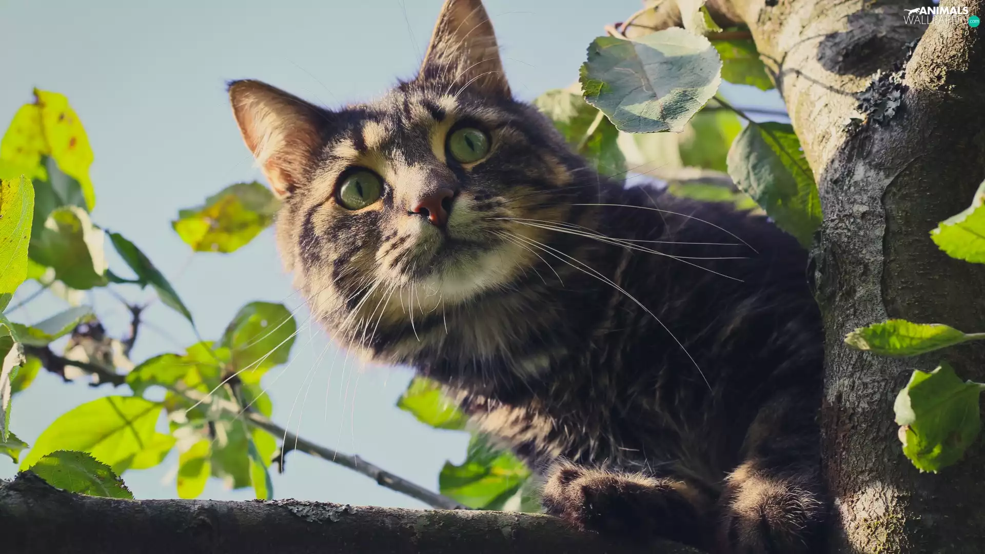 branch pics, cat, trees