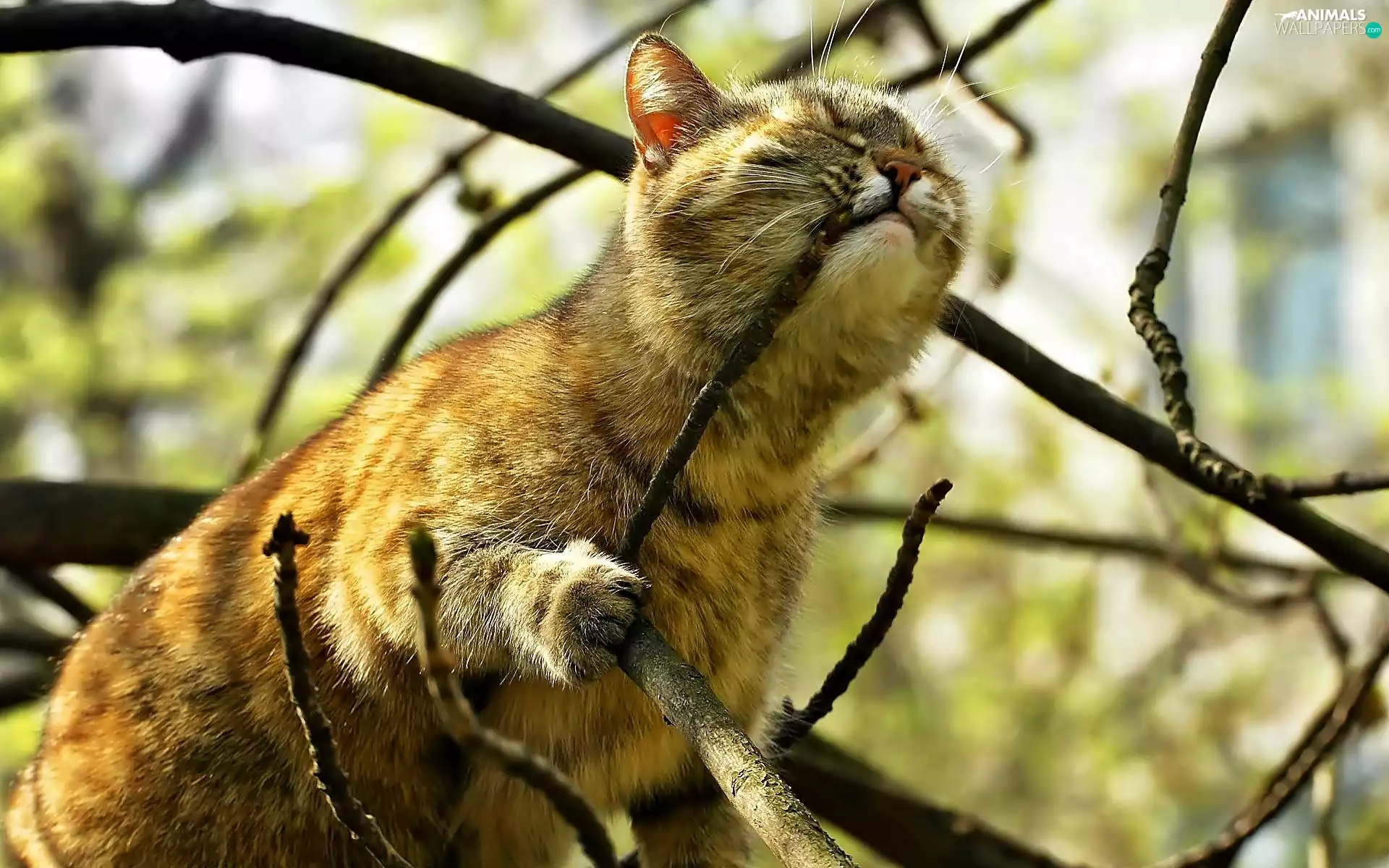 branch pics, cat, trees