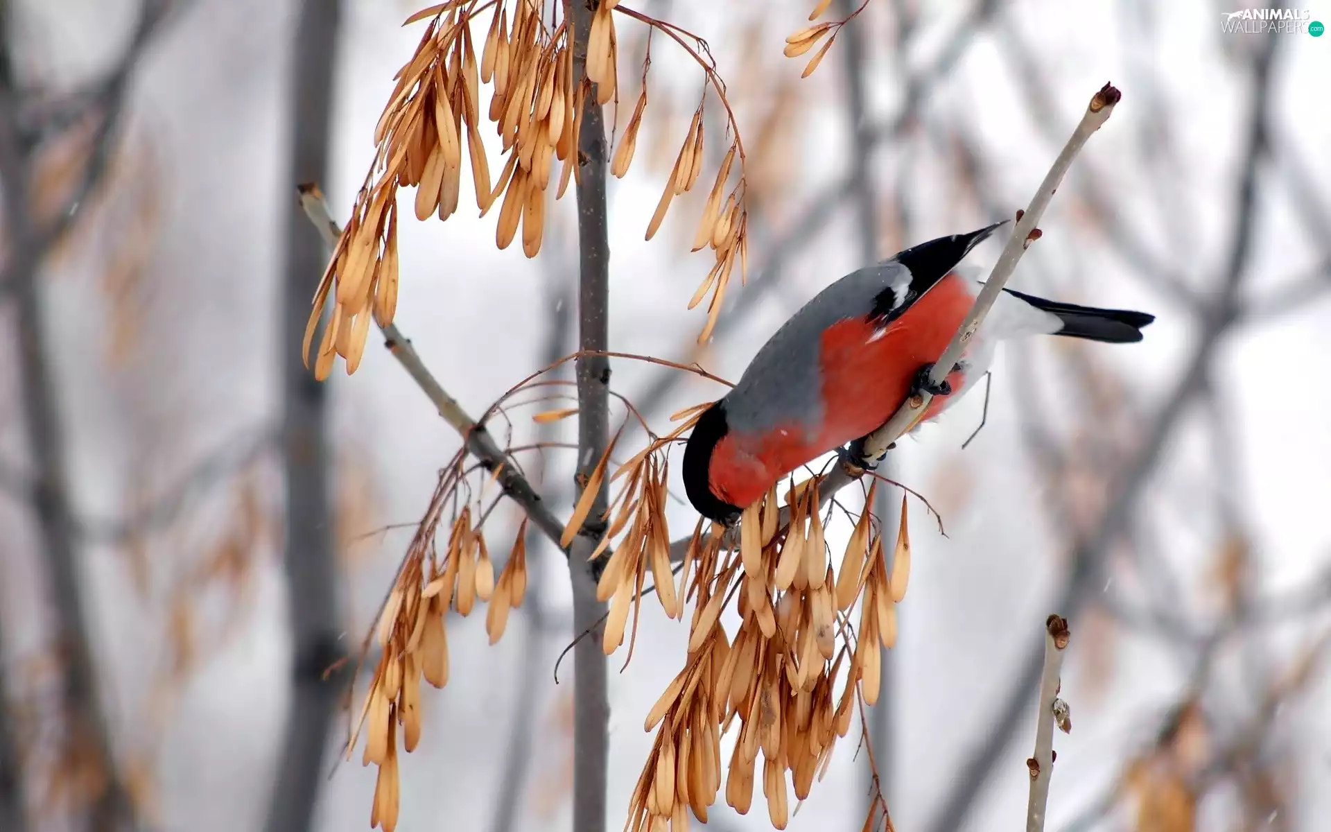 Bird, trees, branch pics, Gil