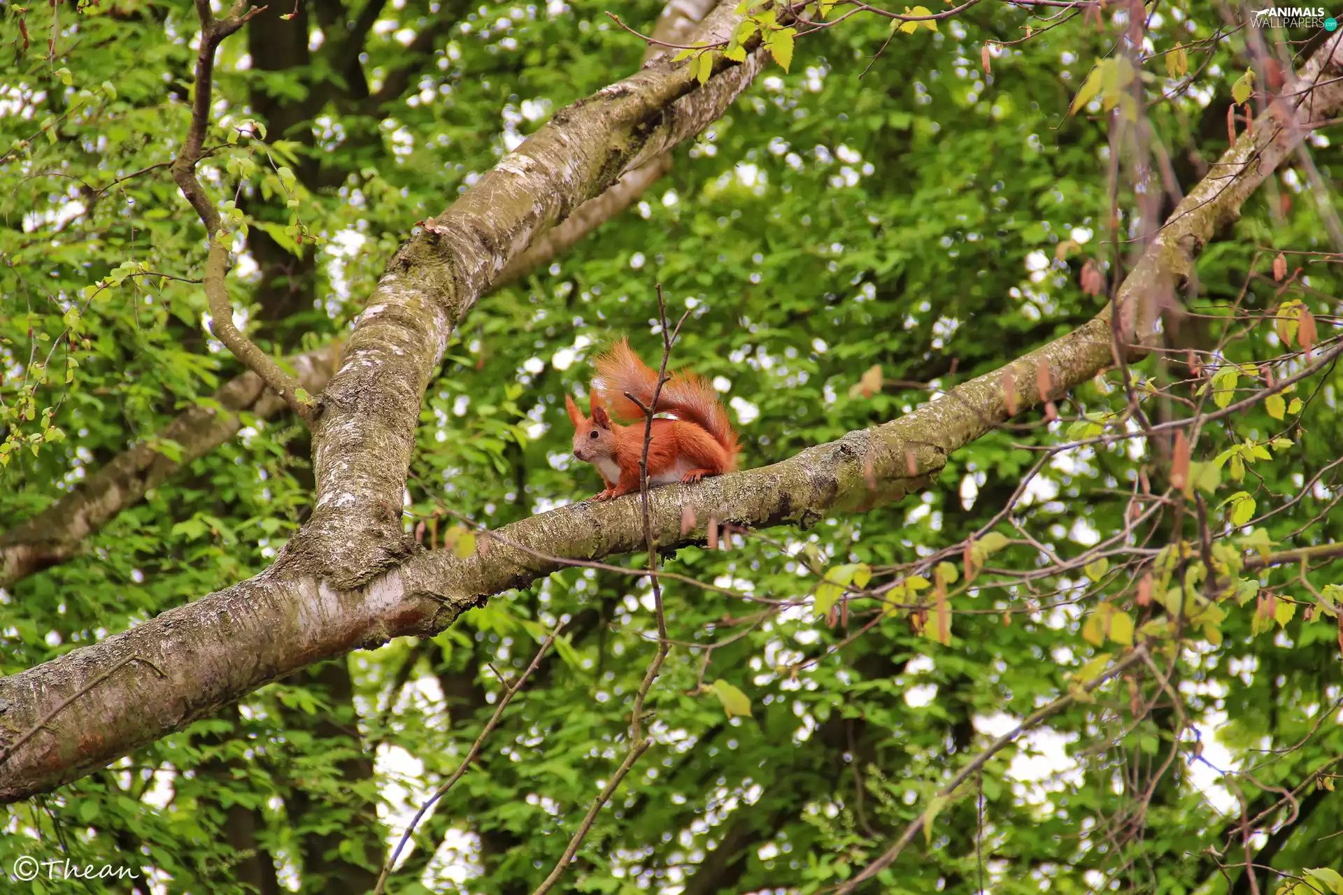 squirrel, trees, branch pics, Ginger