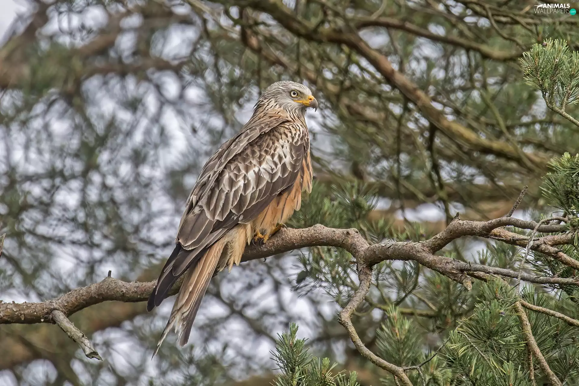 branch pics, kite, trees