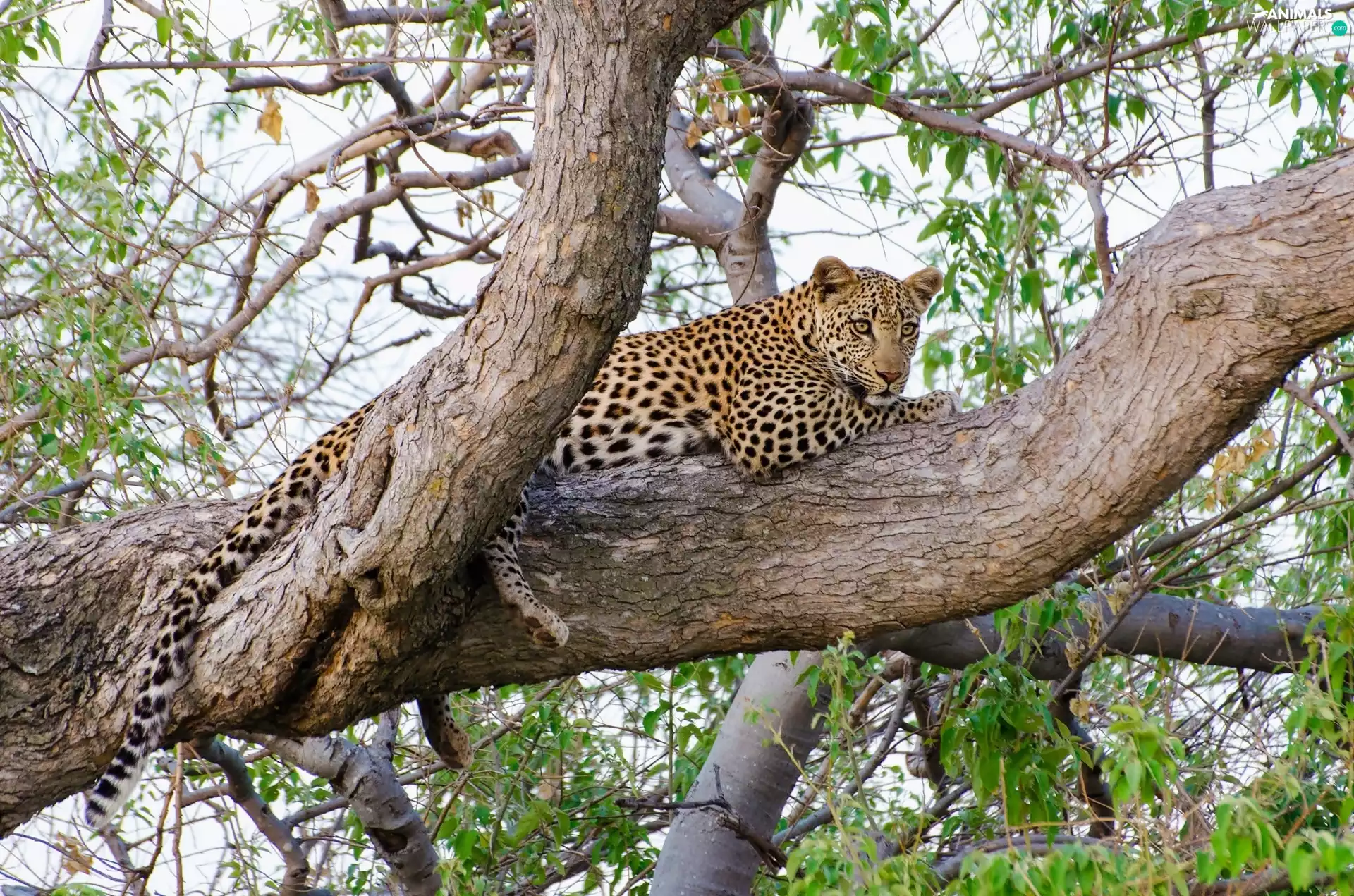 lying, trees, branch pics, Leopards