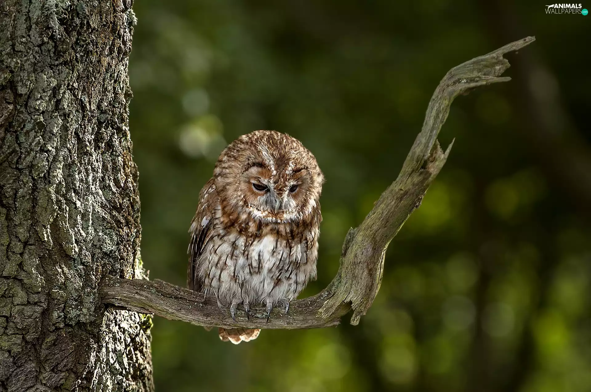 branch, Tawny Owl, trees
