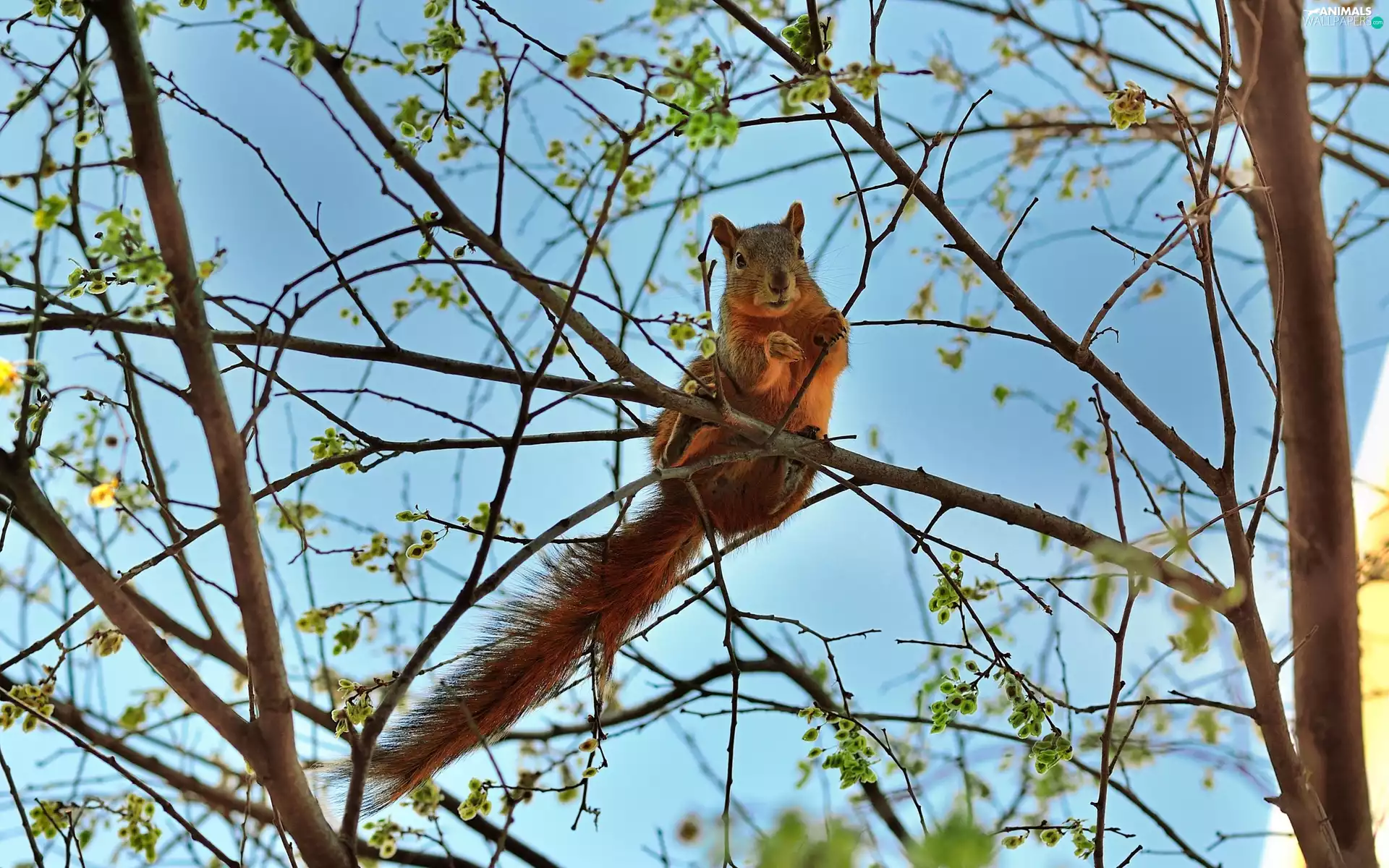 branch pics, squirrel, trees