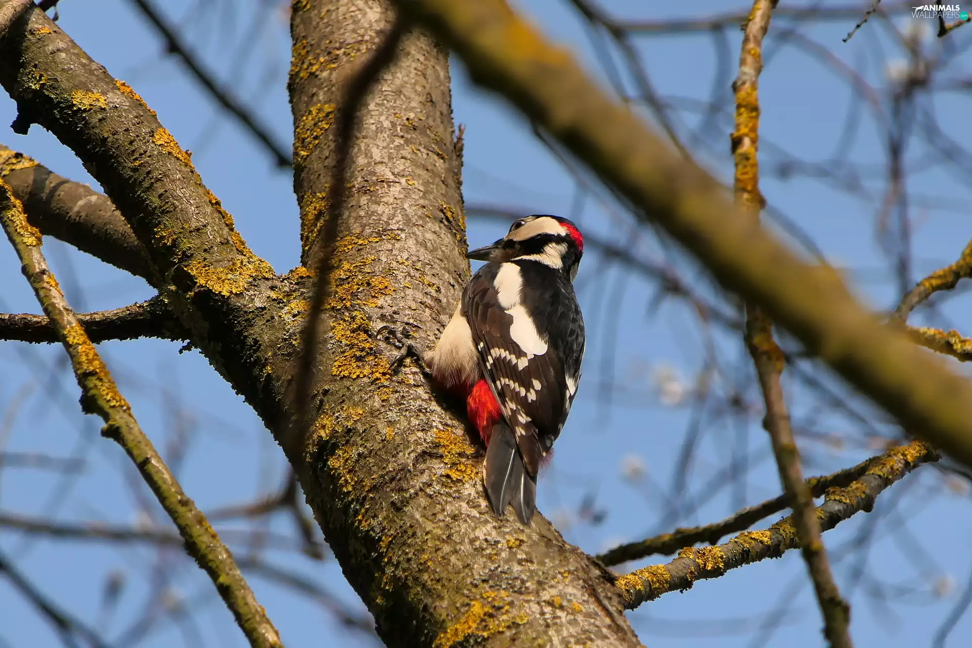 branch pics, woodpecker, trees