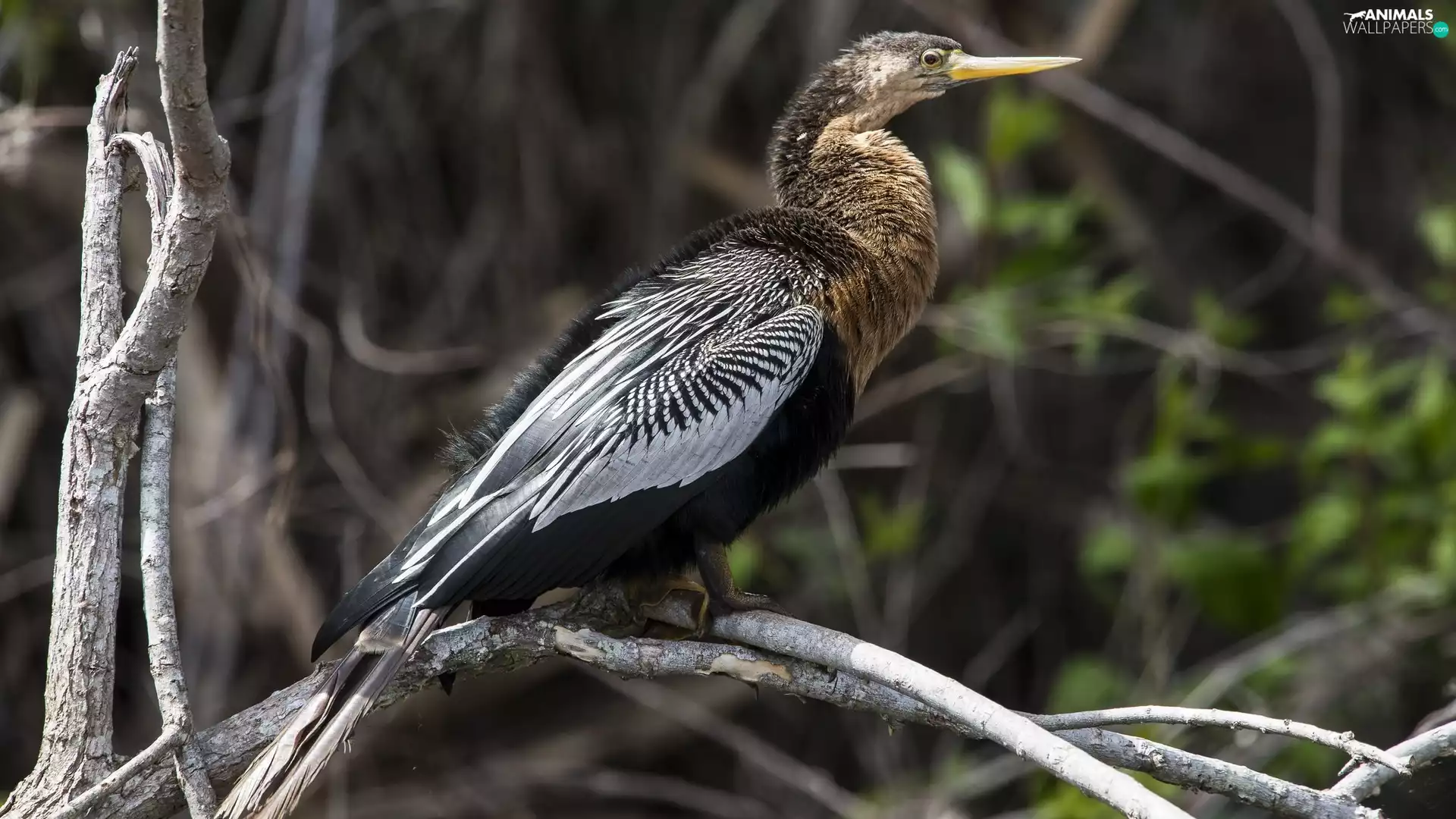 trees, Bird, branches
