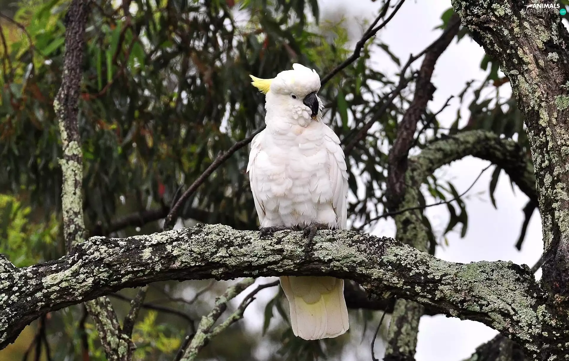 branches, parrot, cockatoo, trees