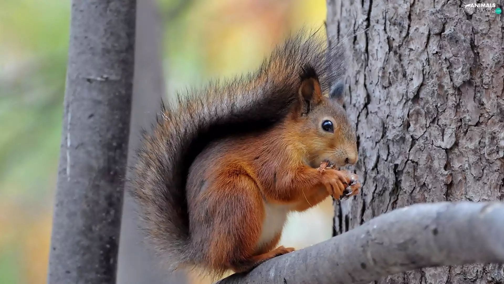 trees, squirrel, branches