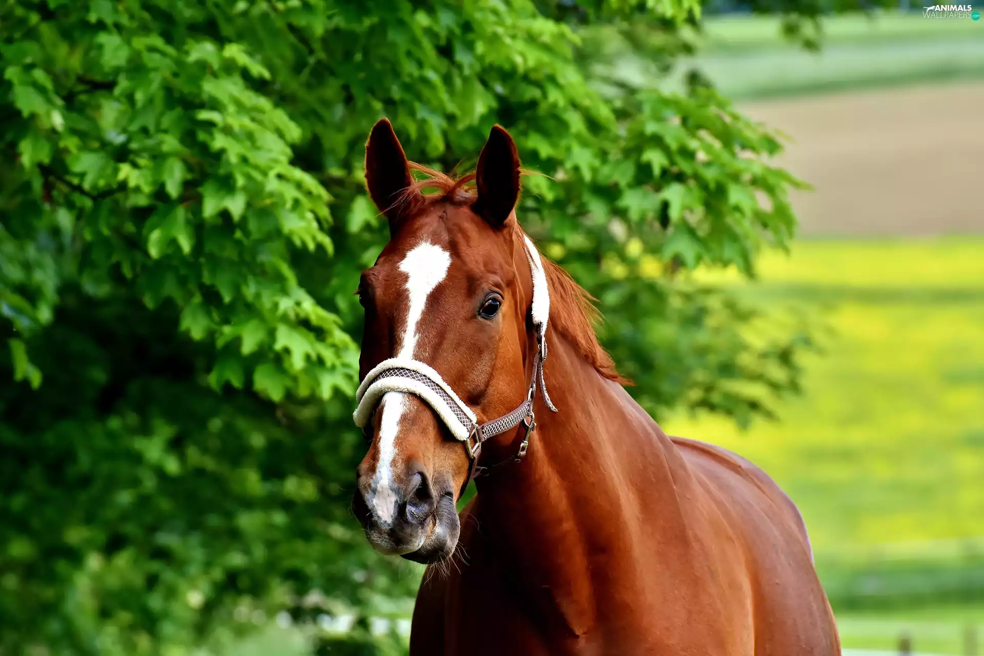 trees, Horse, bridle