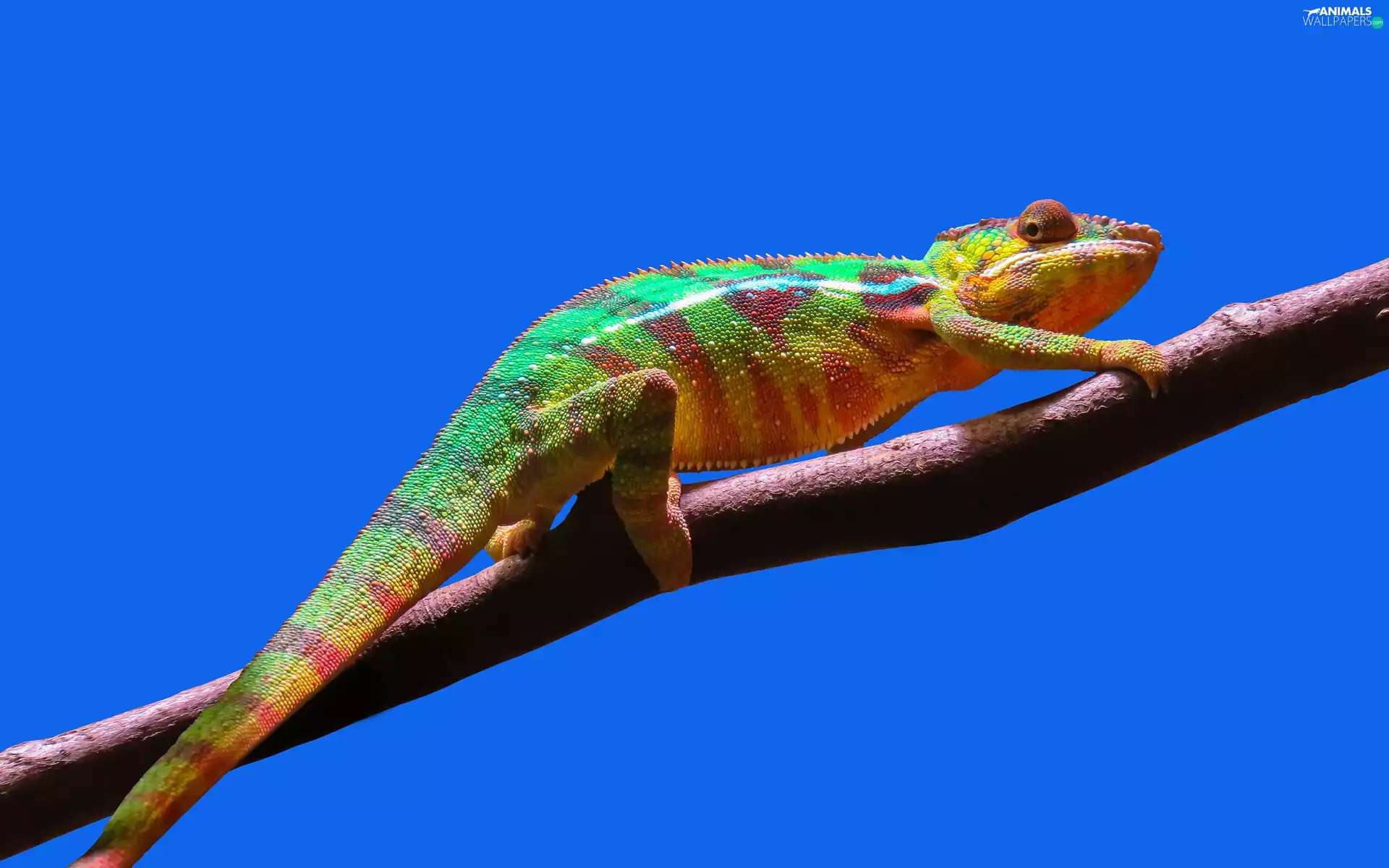 Cameleon, branch, Sky, trees