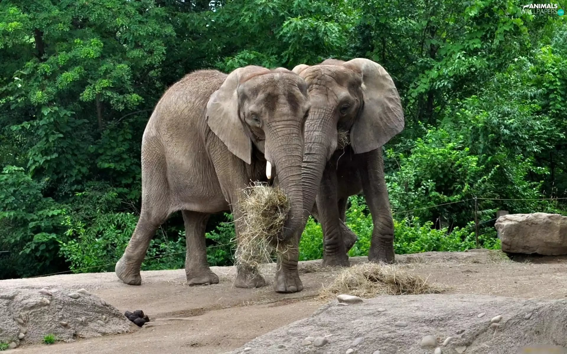 nestled, Two cars, trees, viewes, Hay, Elephants