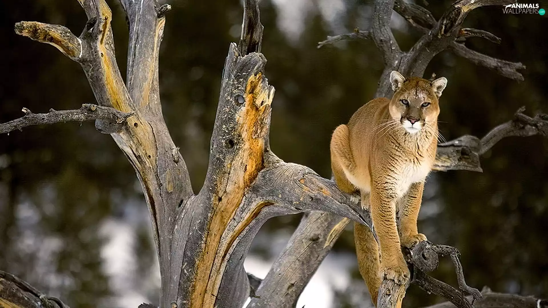 trees, cougar, cat