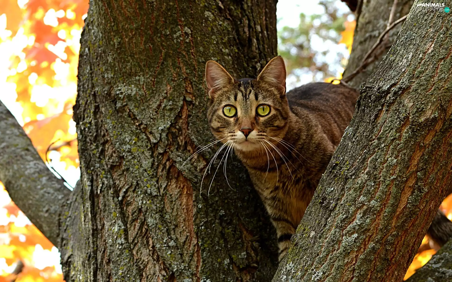 trees, frightened, cat
