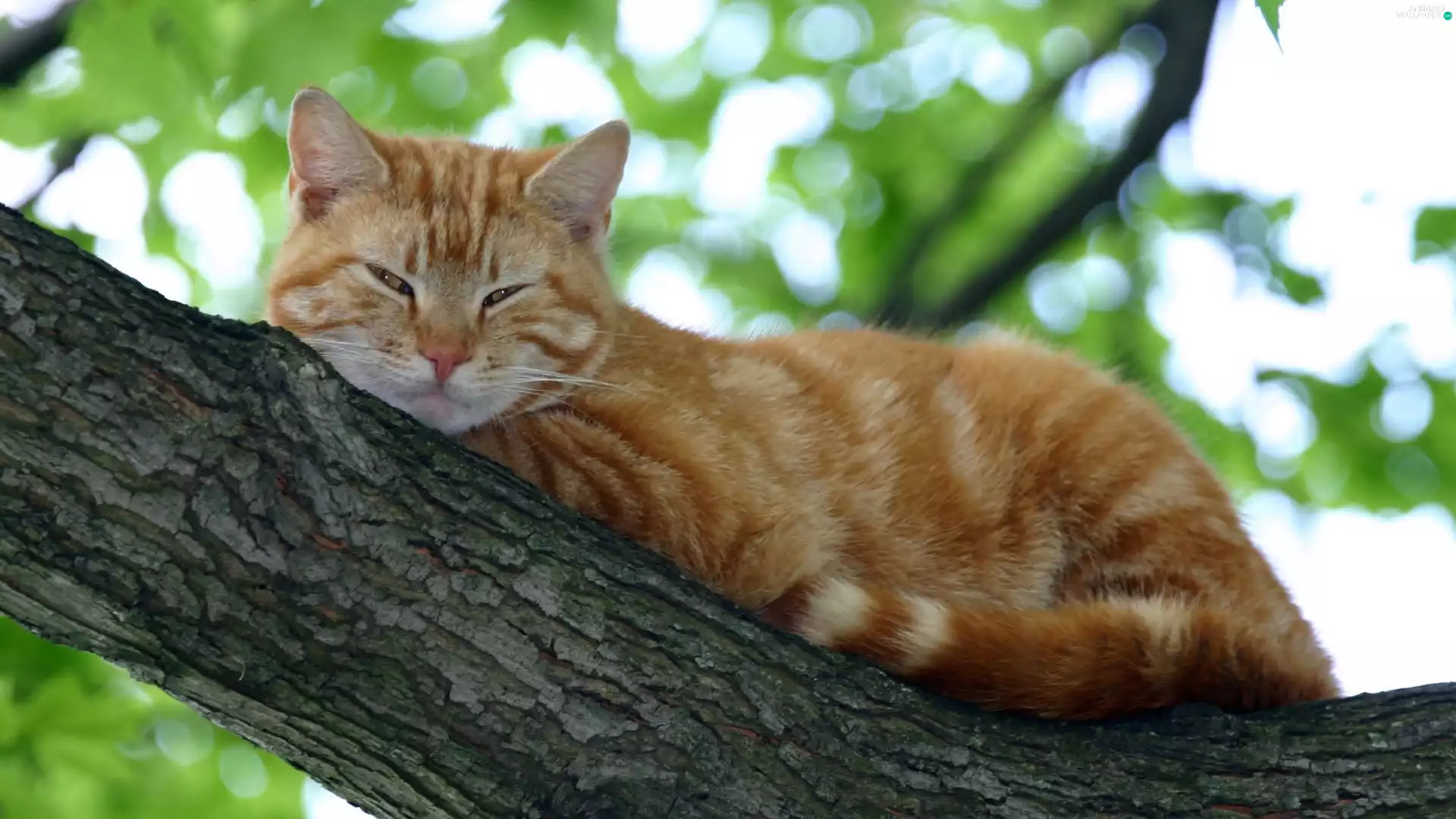 trees, ginger, cat