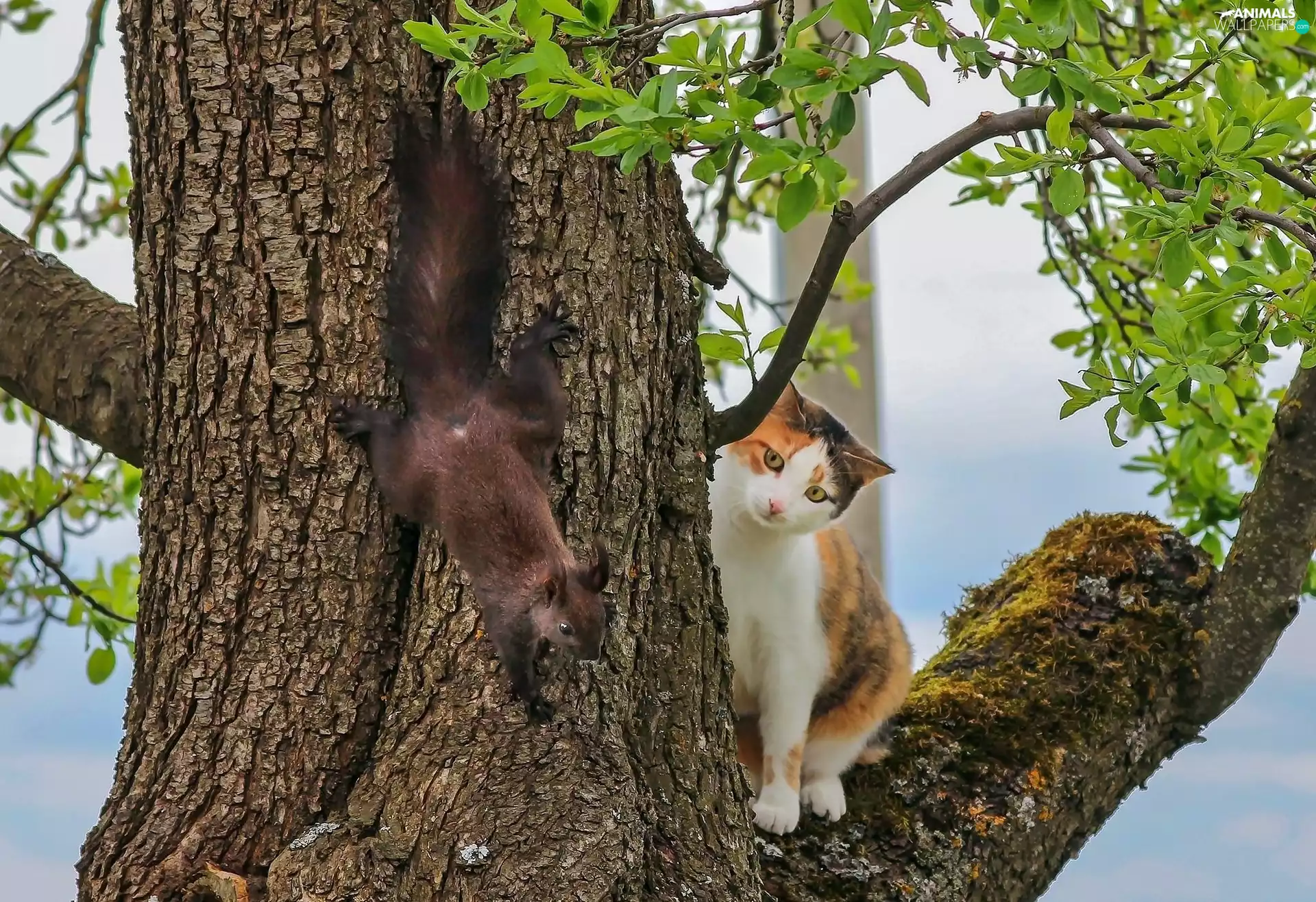 trees, squirrel, cat