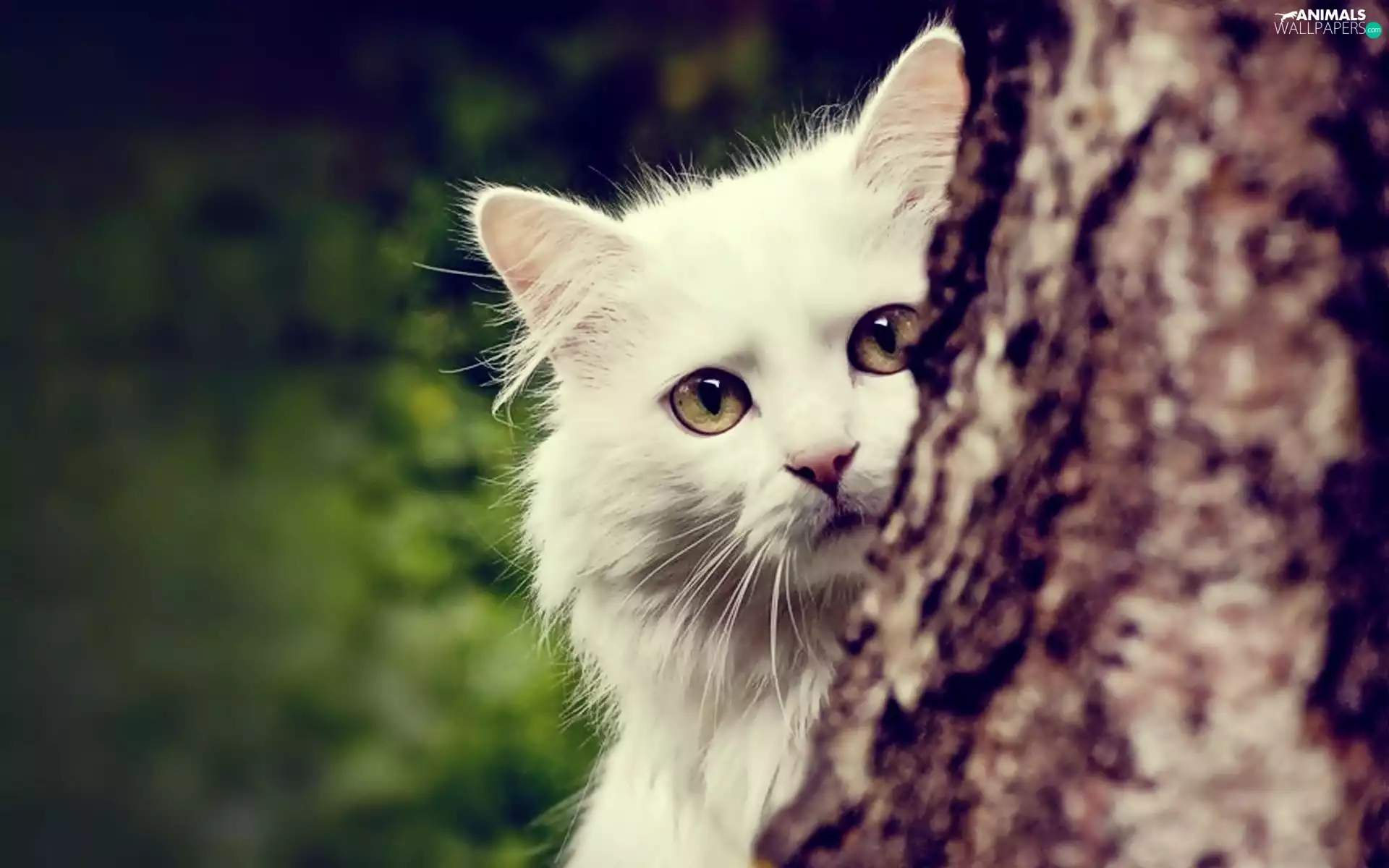 trees, White, cat
