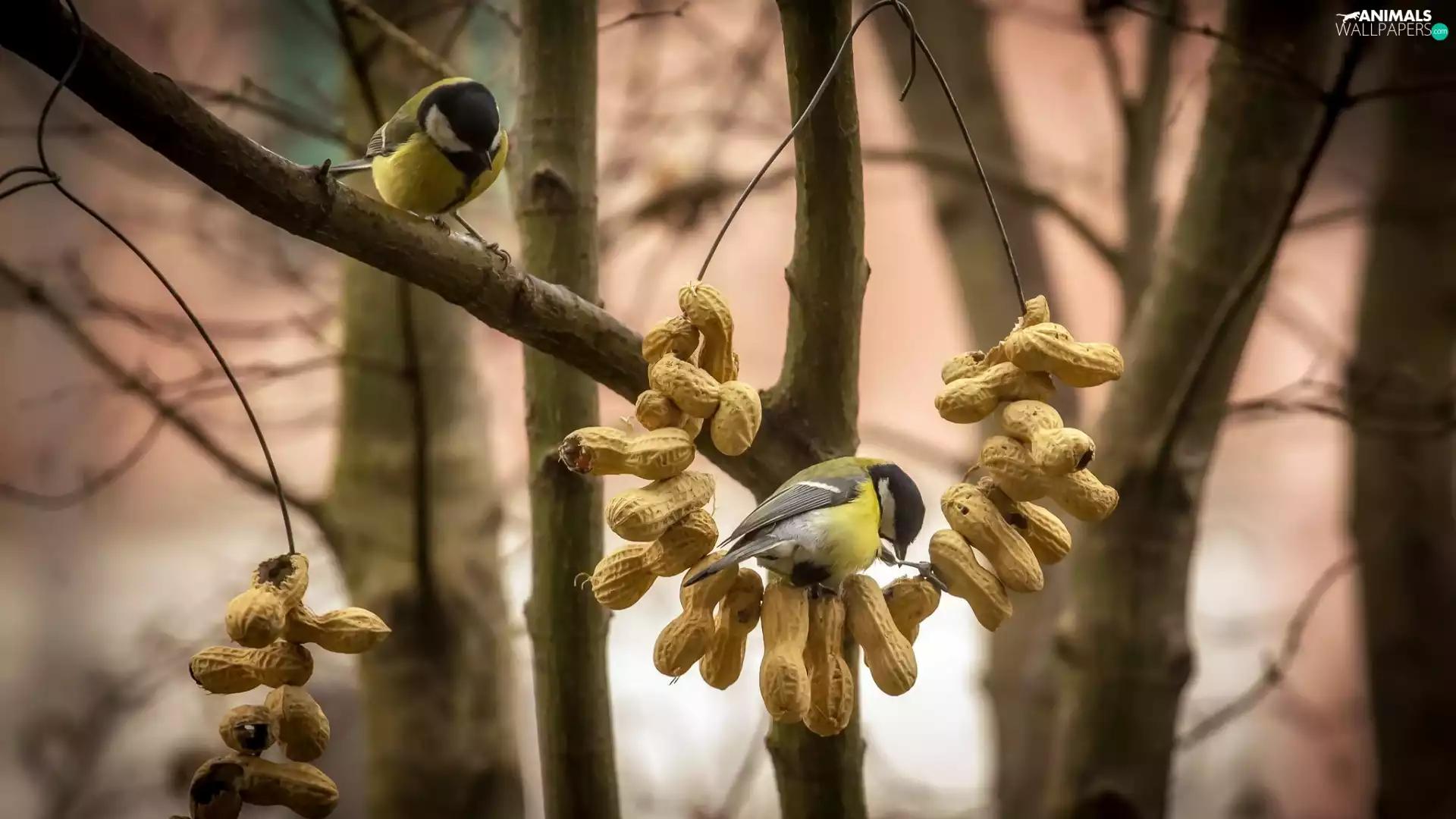 Chickadees, viewes, peanuts, trees