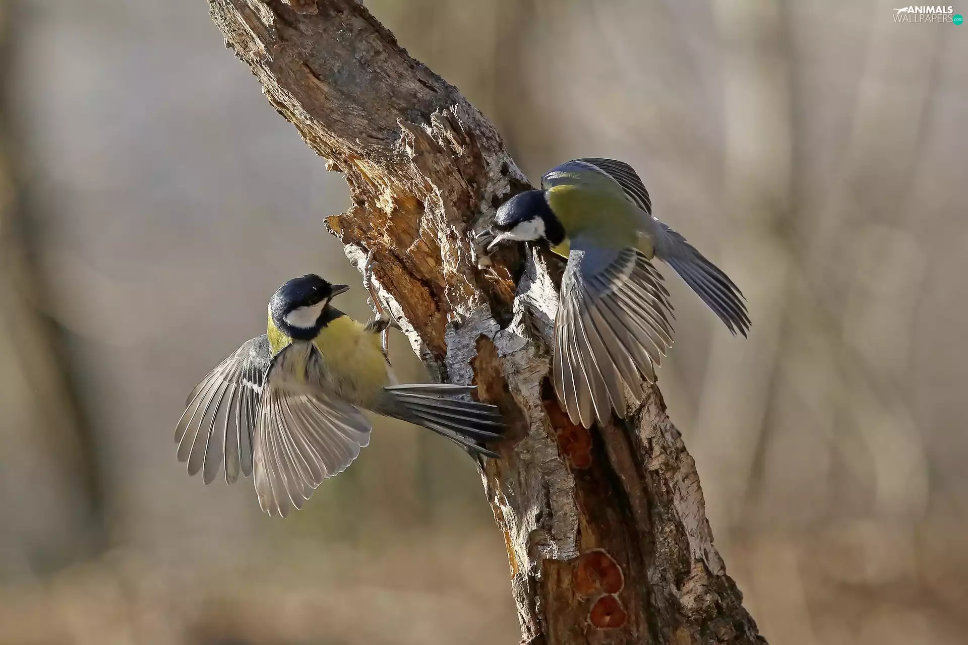 trees, Two, Chickadees