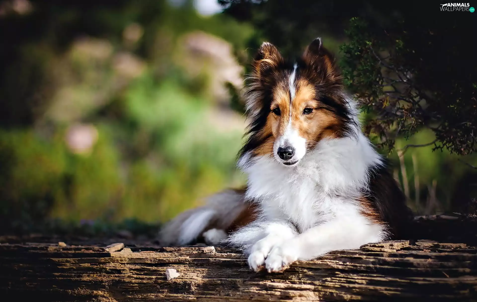 Collie rough, dog, trees