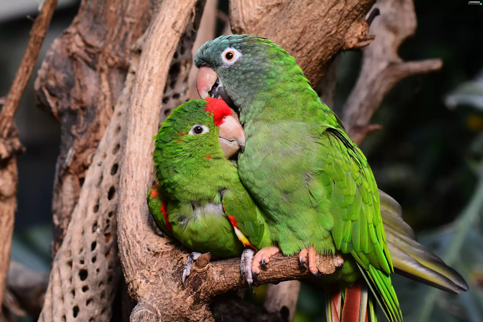 trees, parrot, couple