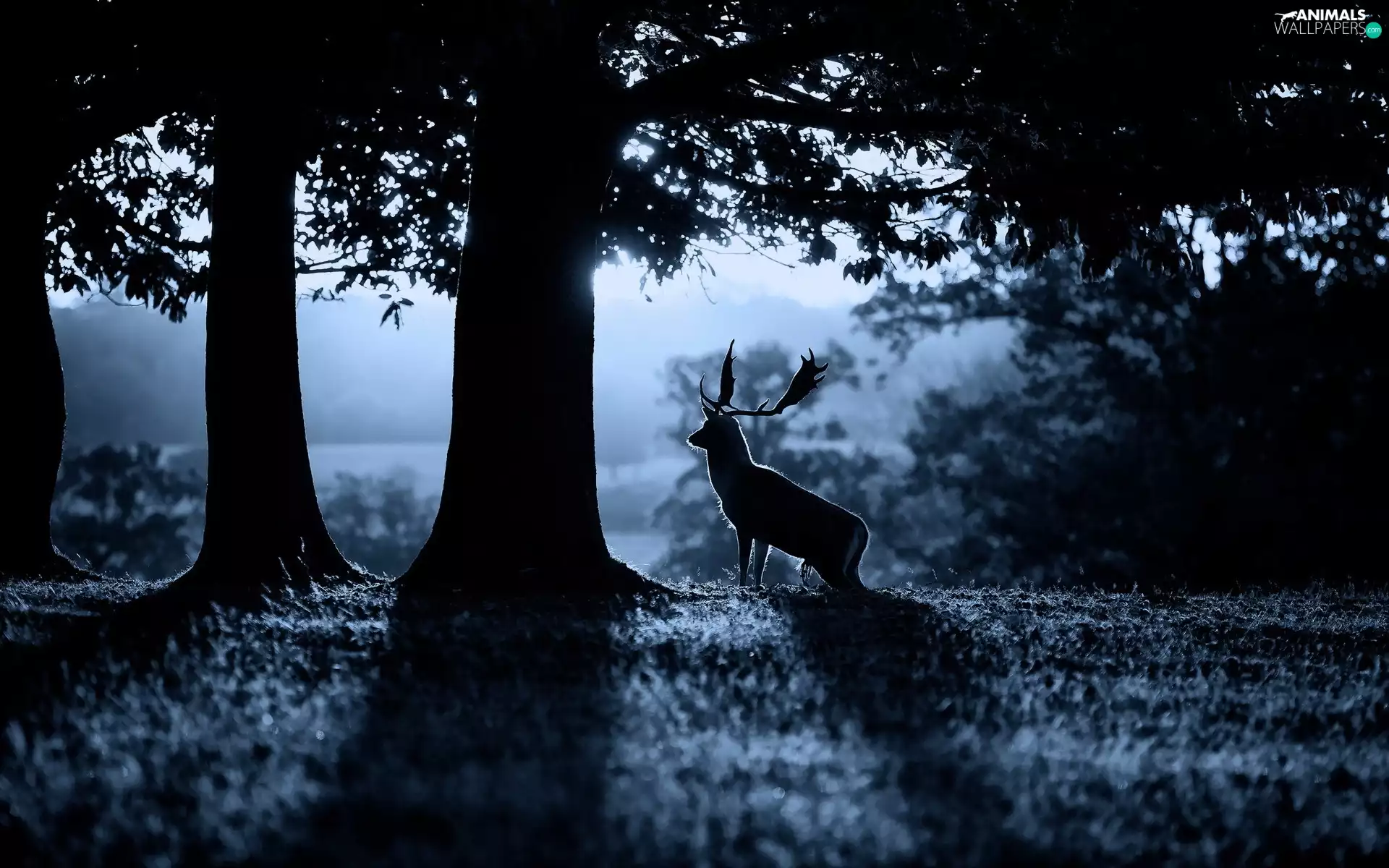 dawn, viewes, deer, trees