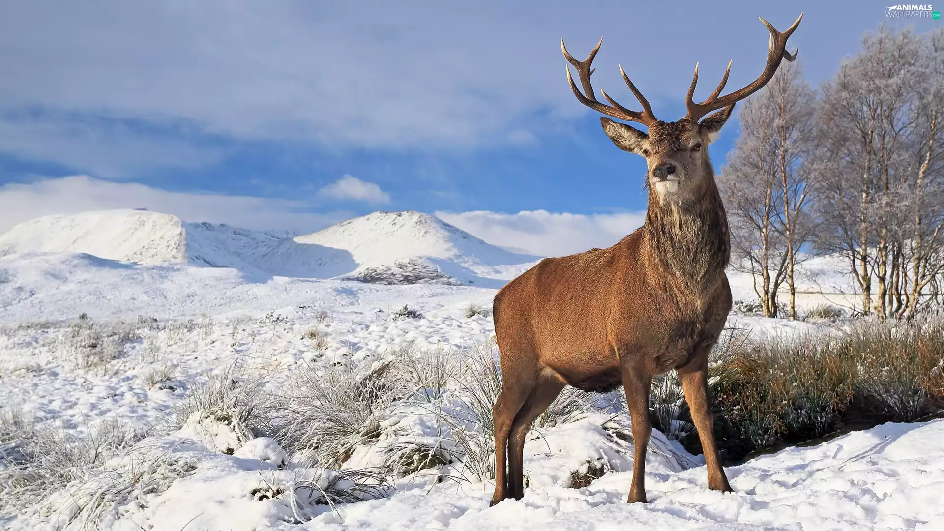 deer, viewes, winter, trees