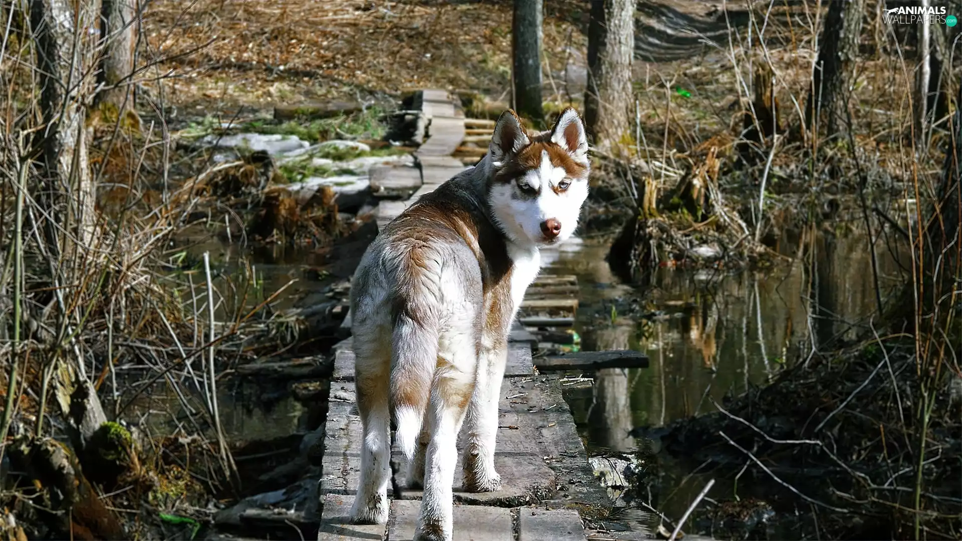 dog, viewes, water, trees