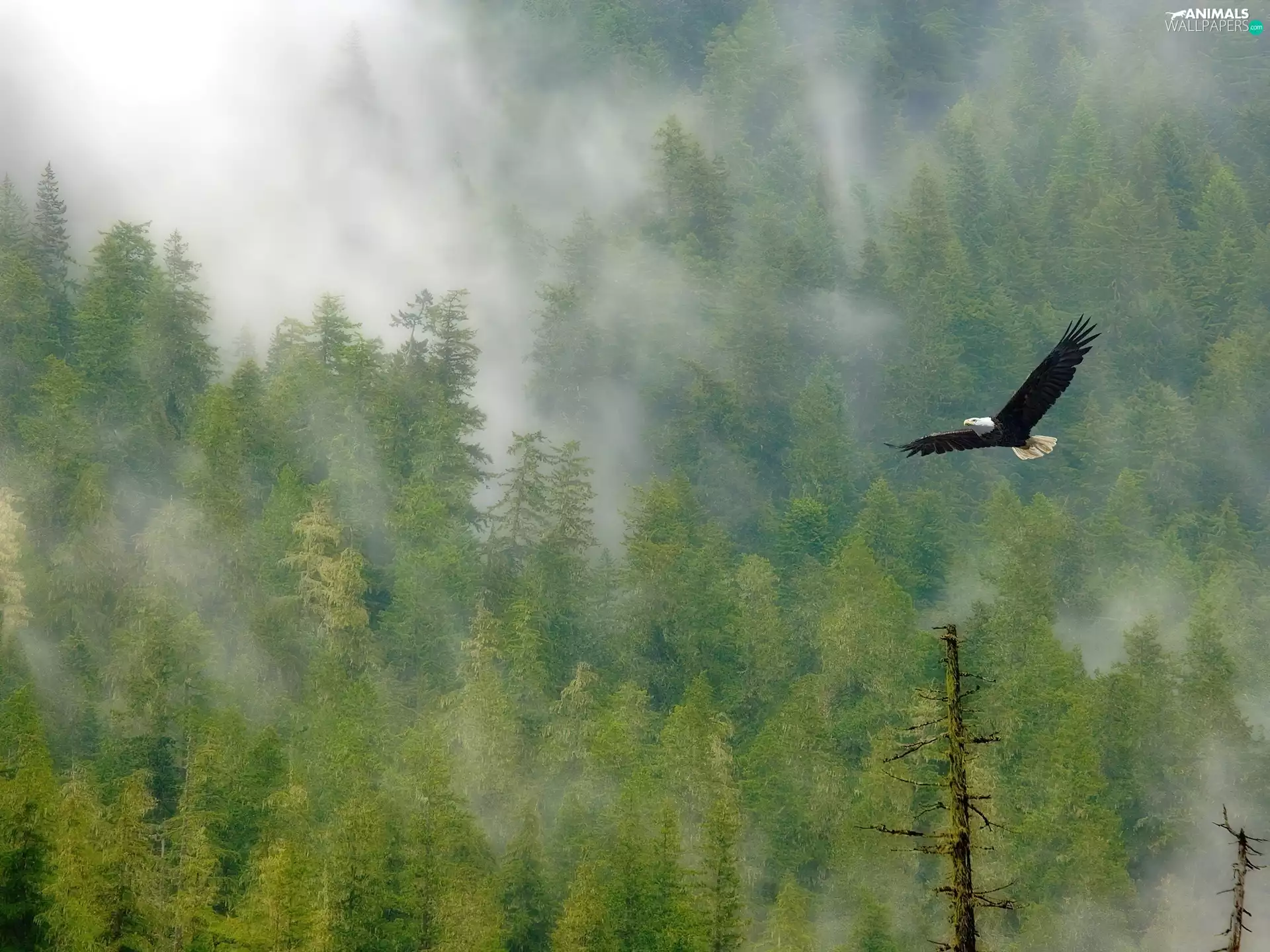 eagle, viewes, Fog, trees