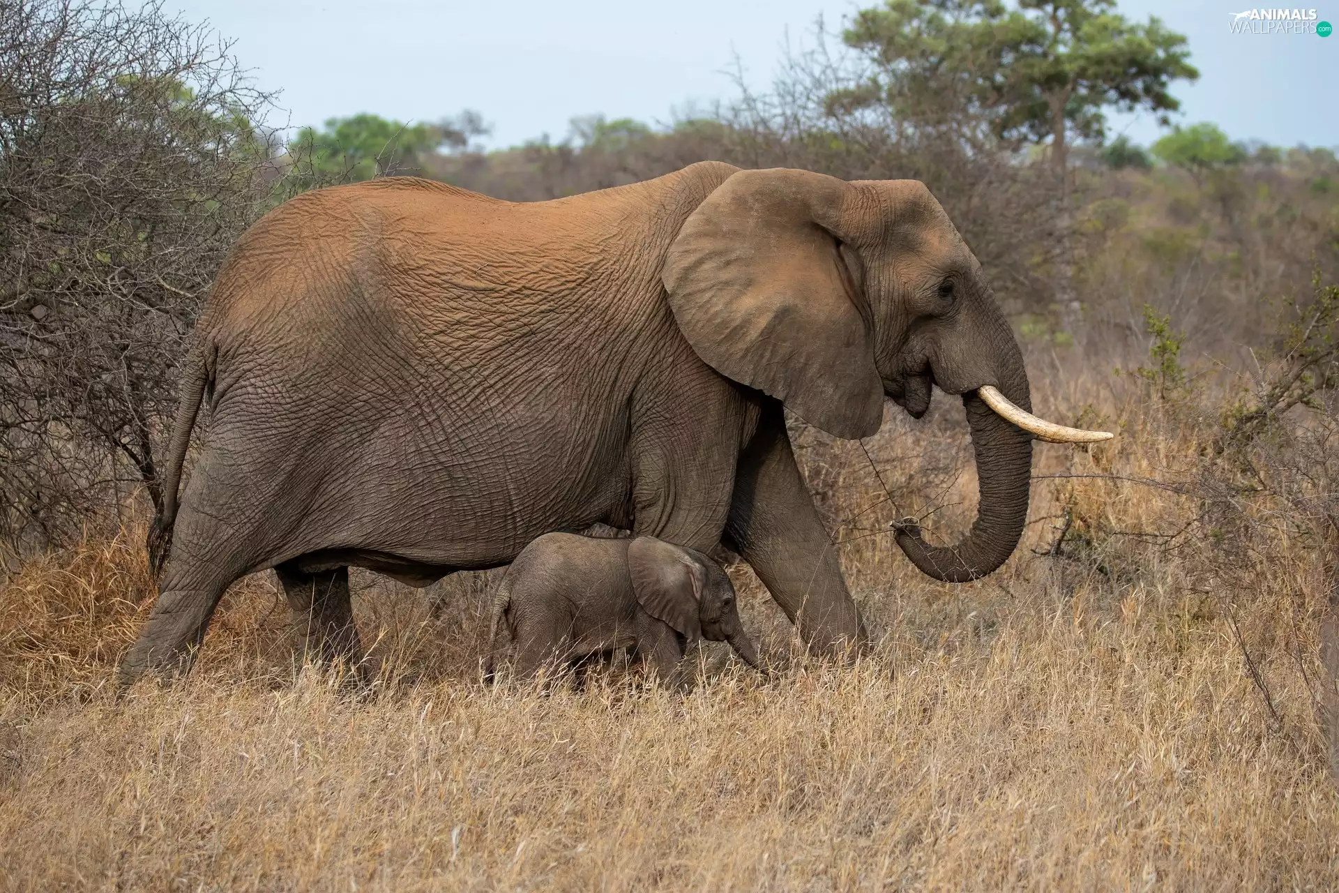 baby elephant, Elephants, trees, viewes, VEGETATION, elephant