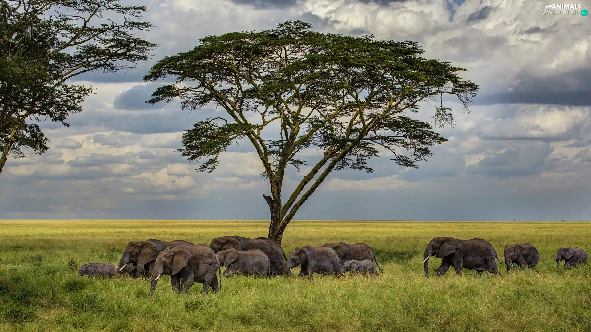 Elephants, Clouds, Sky, trees