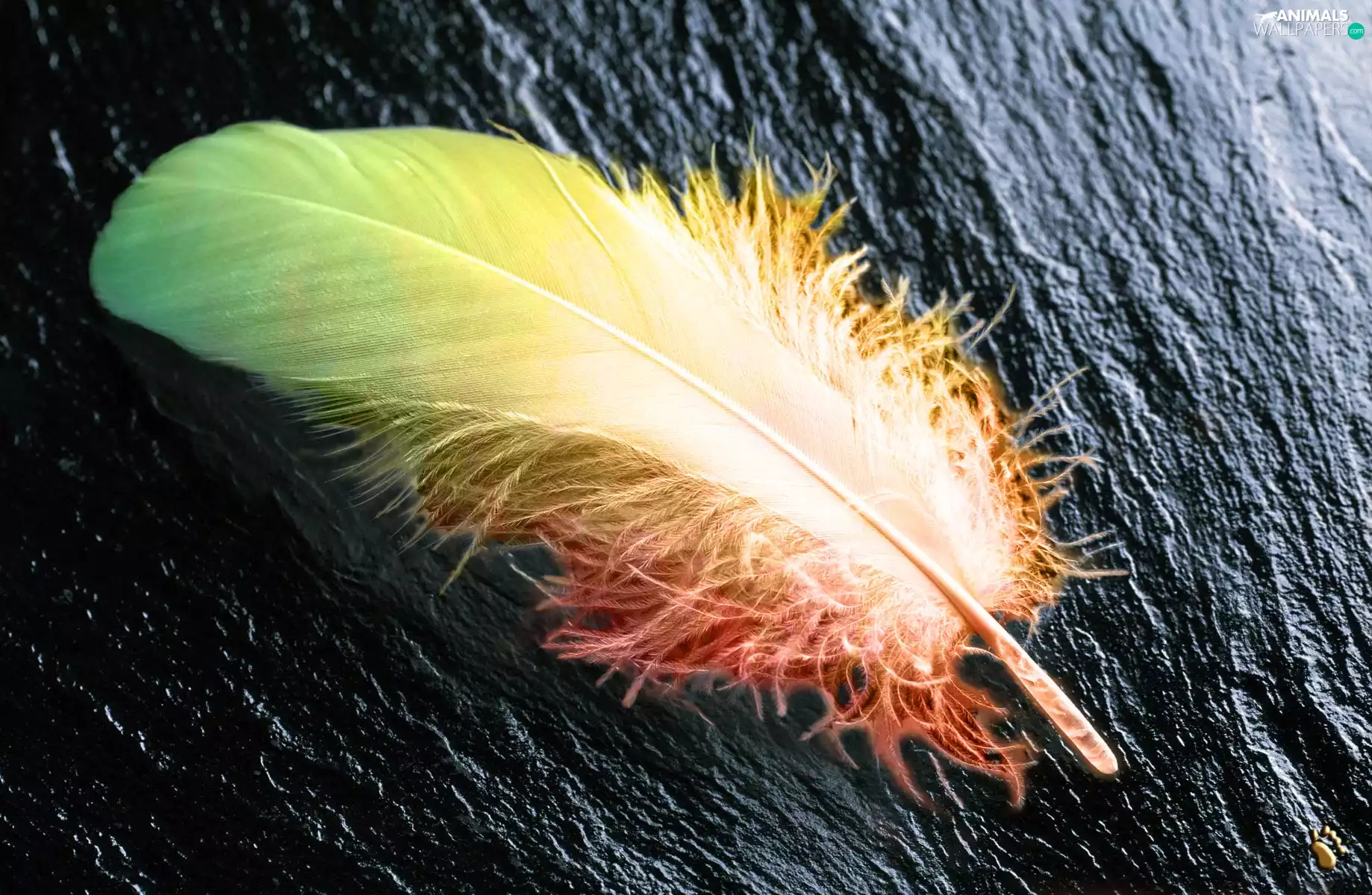 trees, color, feather