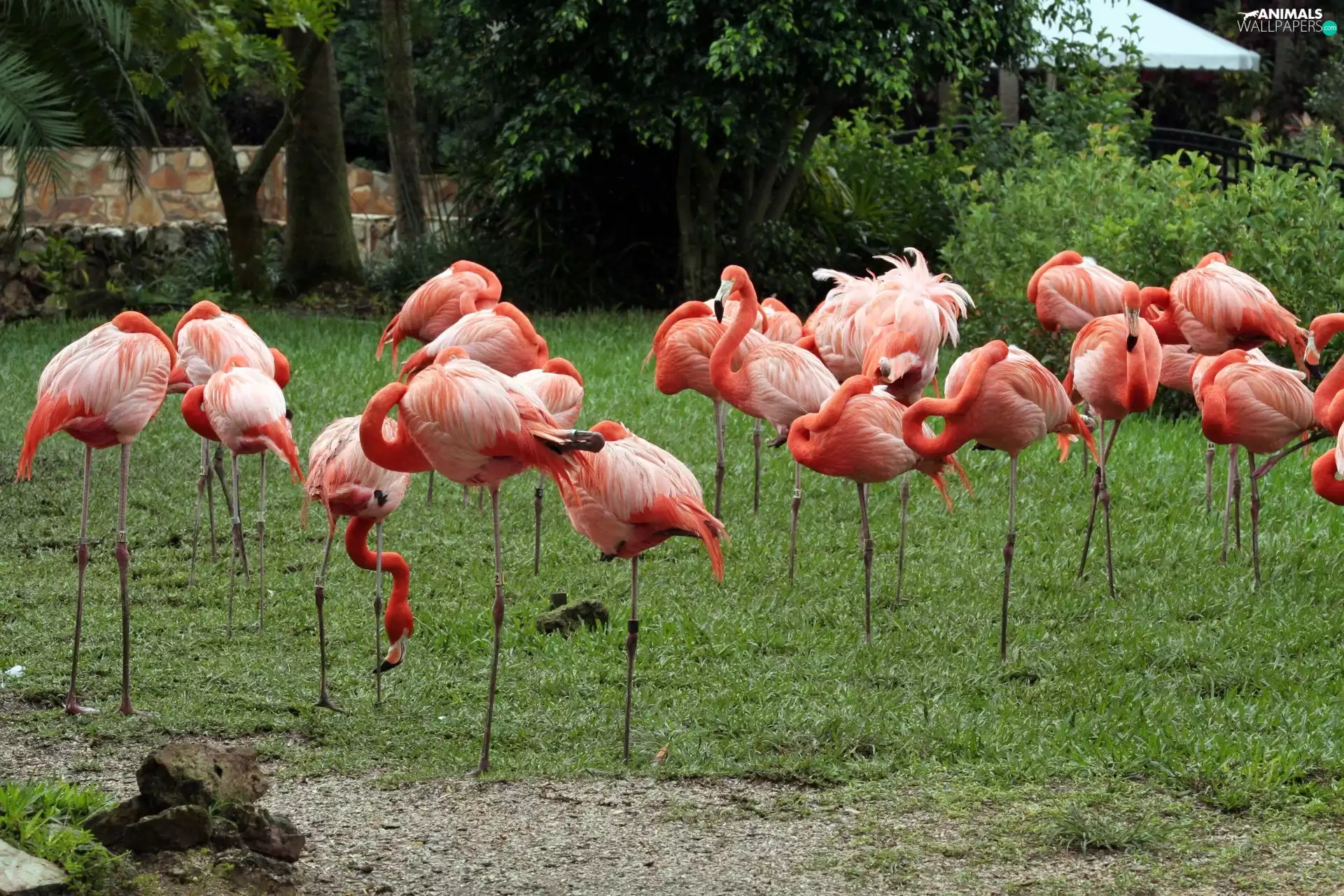 Flamingos, viewes, grass, trees