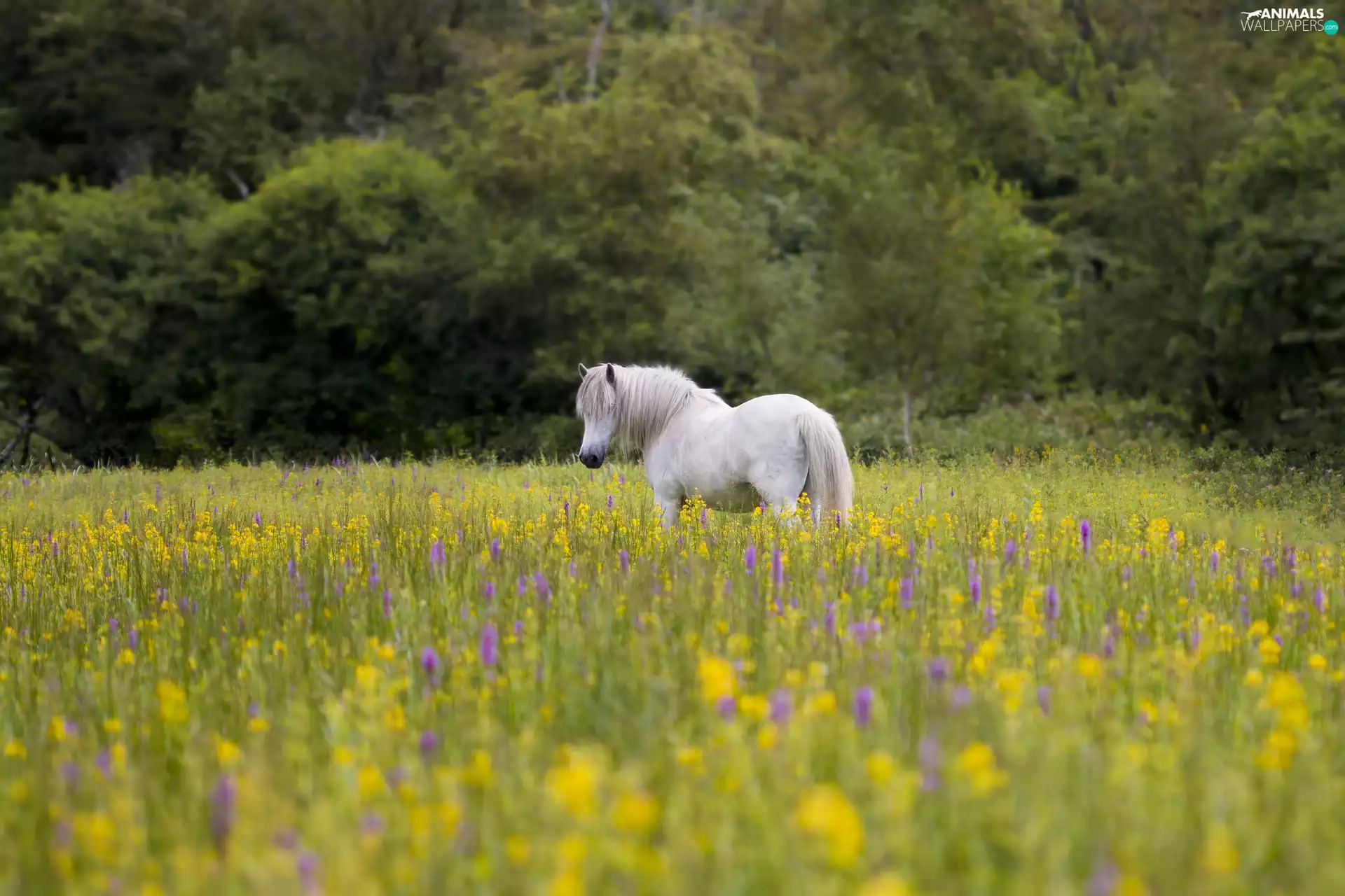 viewes, White, Flowers, trees, Horse, Meadow, summer
